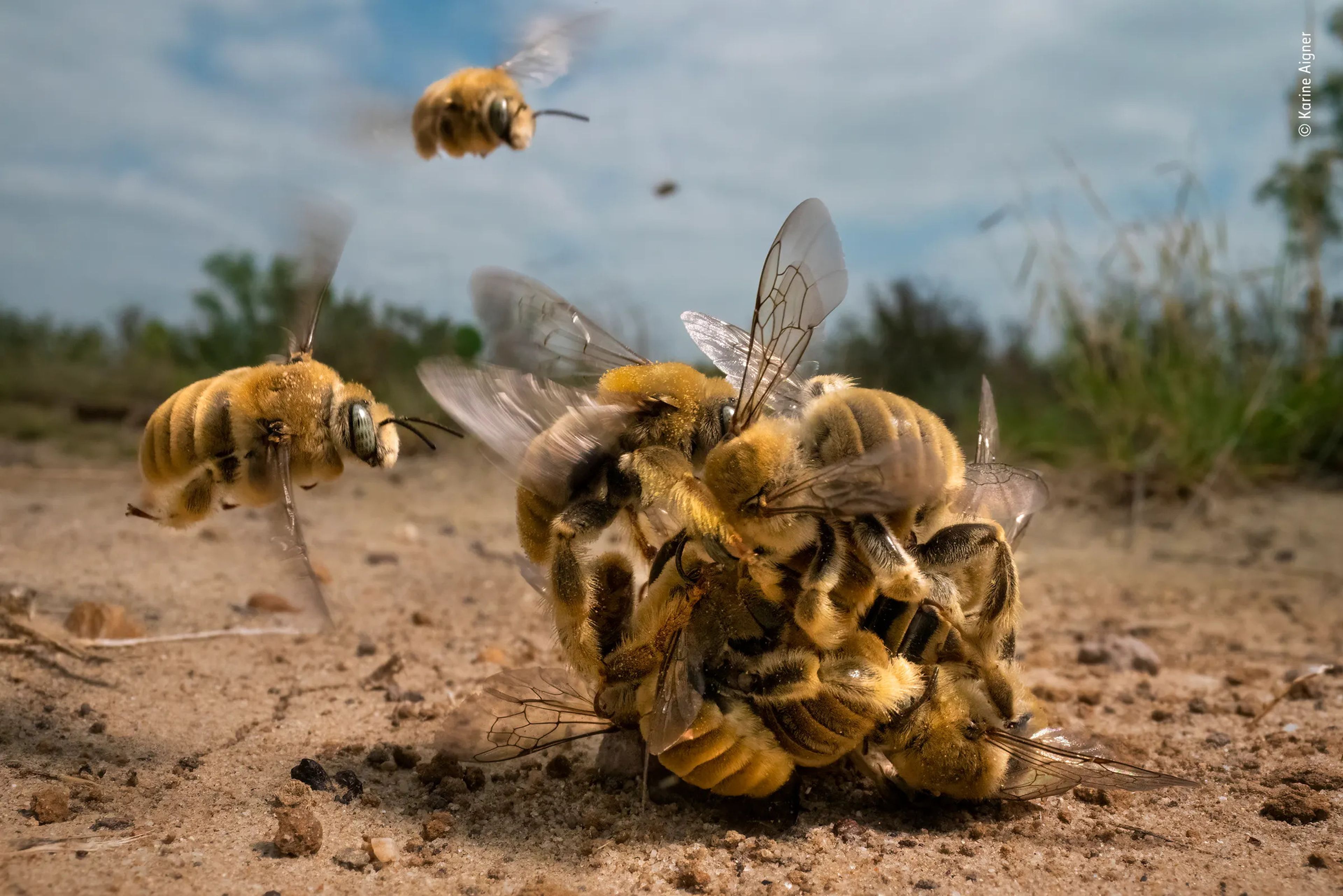 bees swarm in a ball on the ground