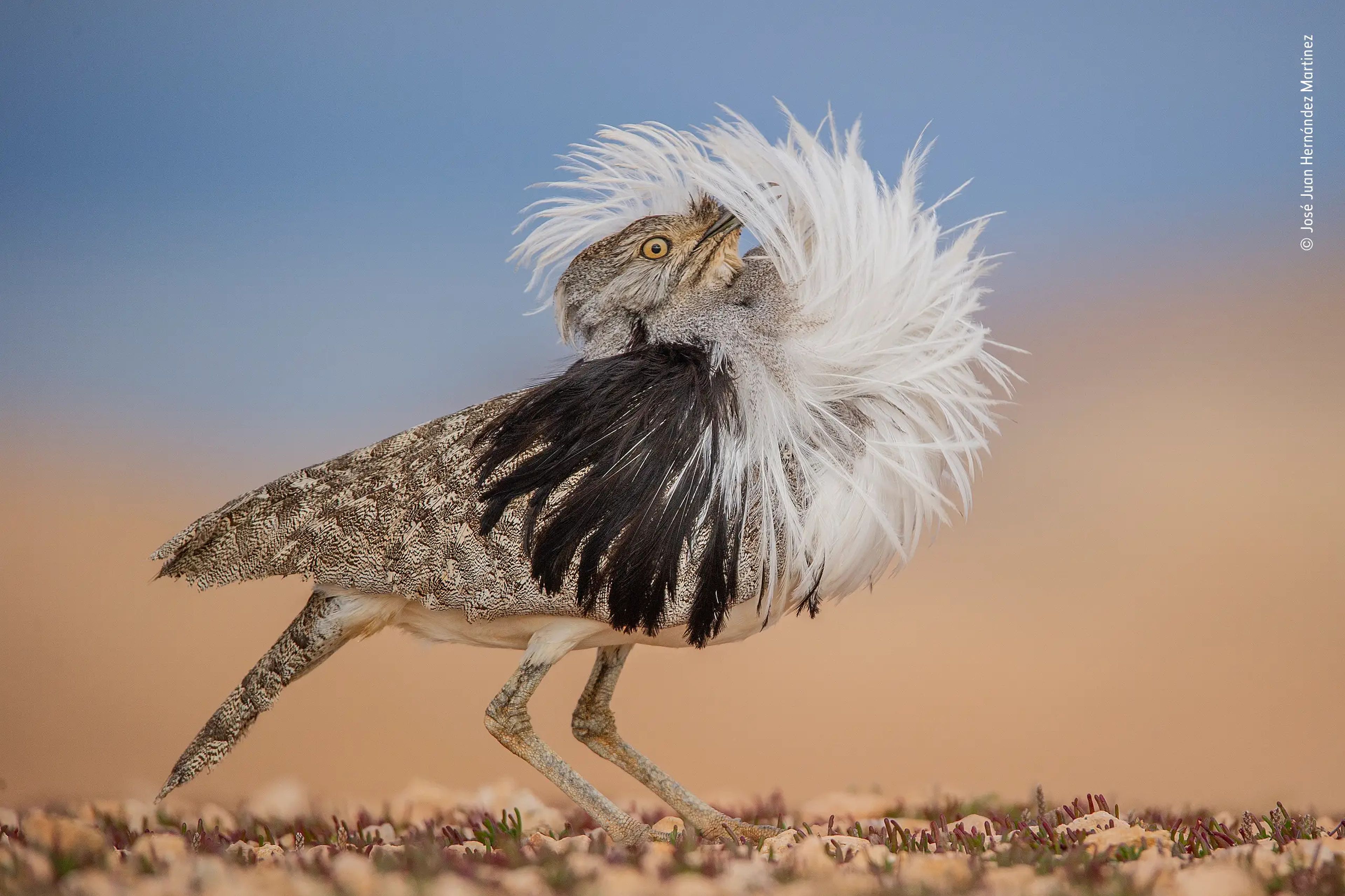 bird fluffing white chest feathers