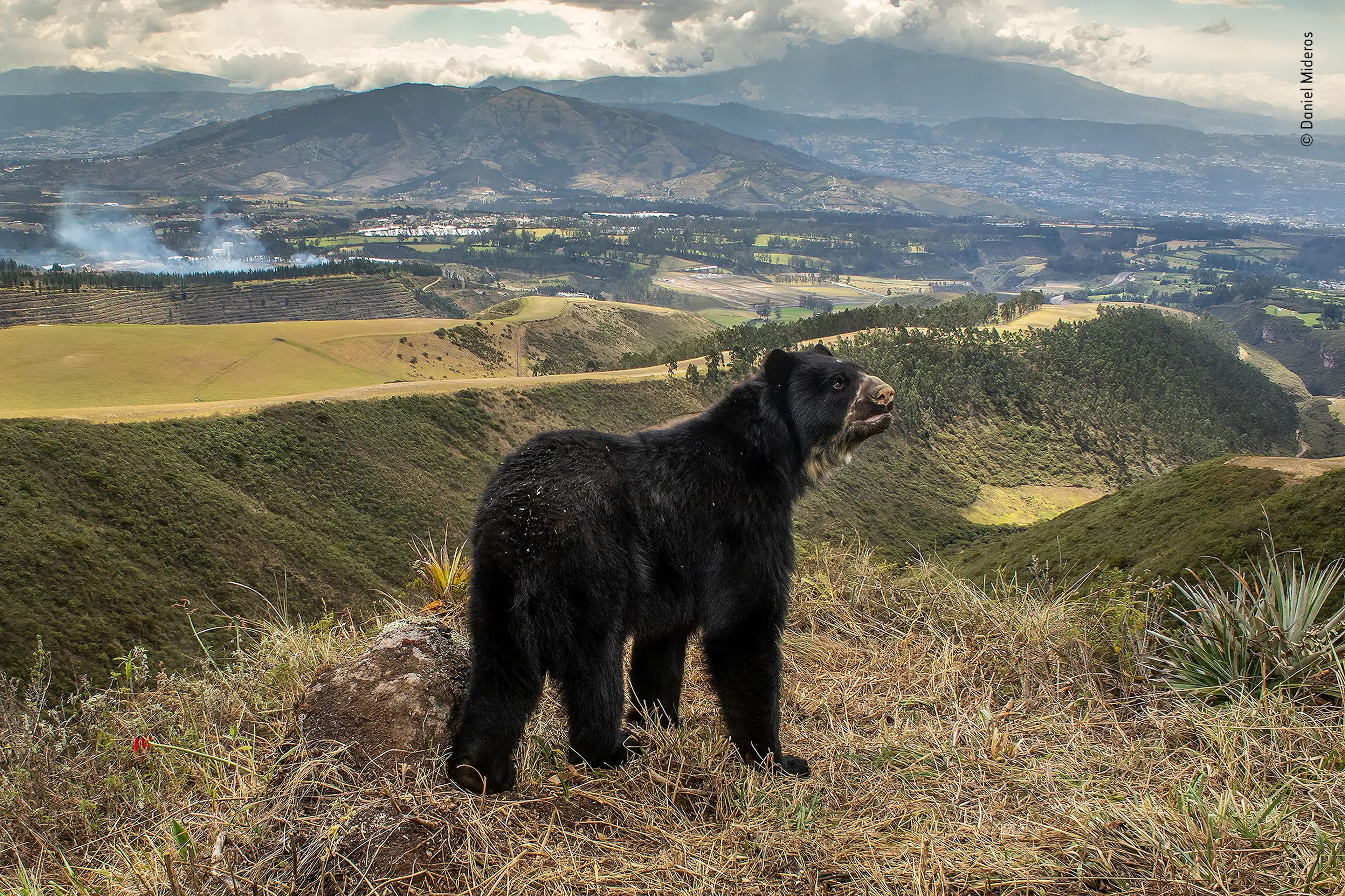 black bear stands on hill above town