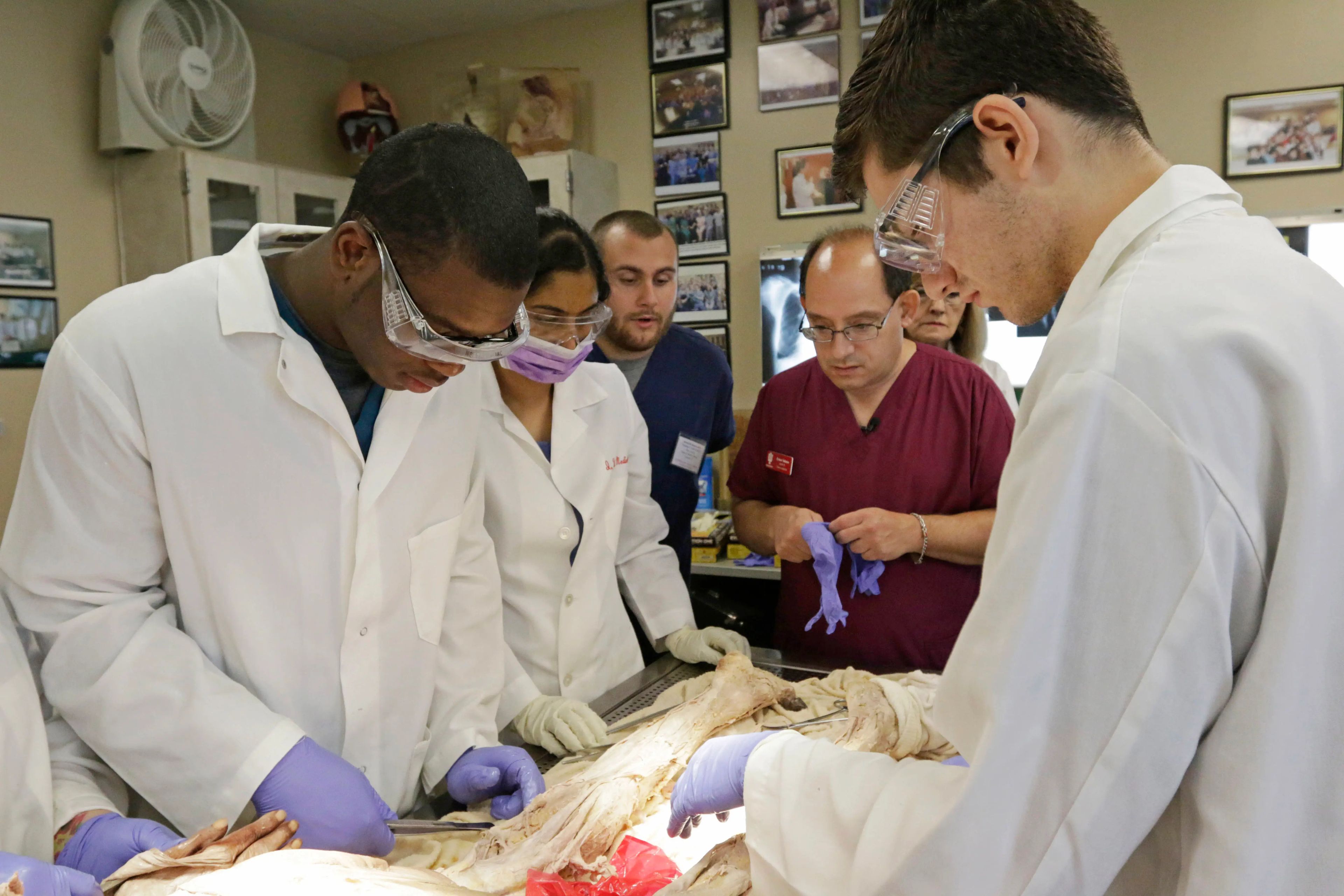 cadaver dissection