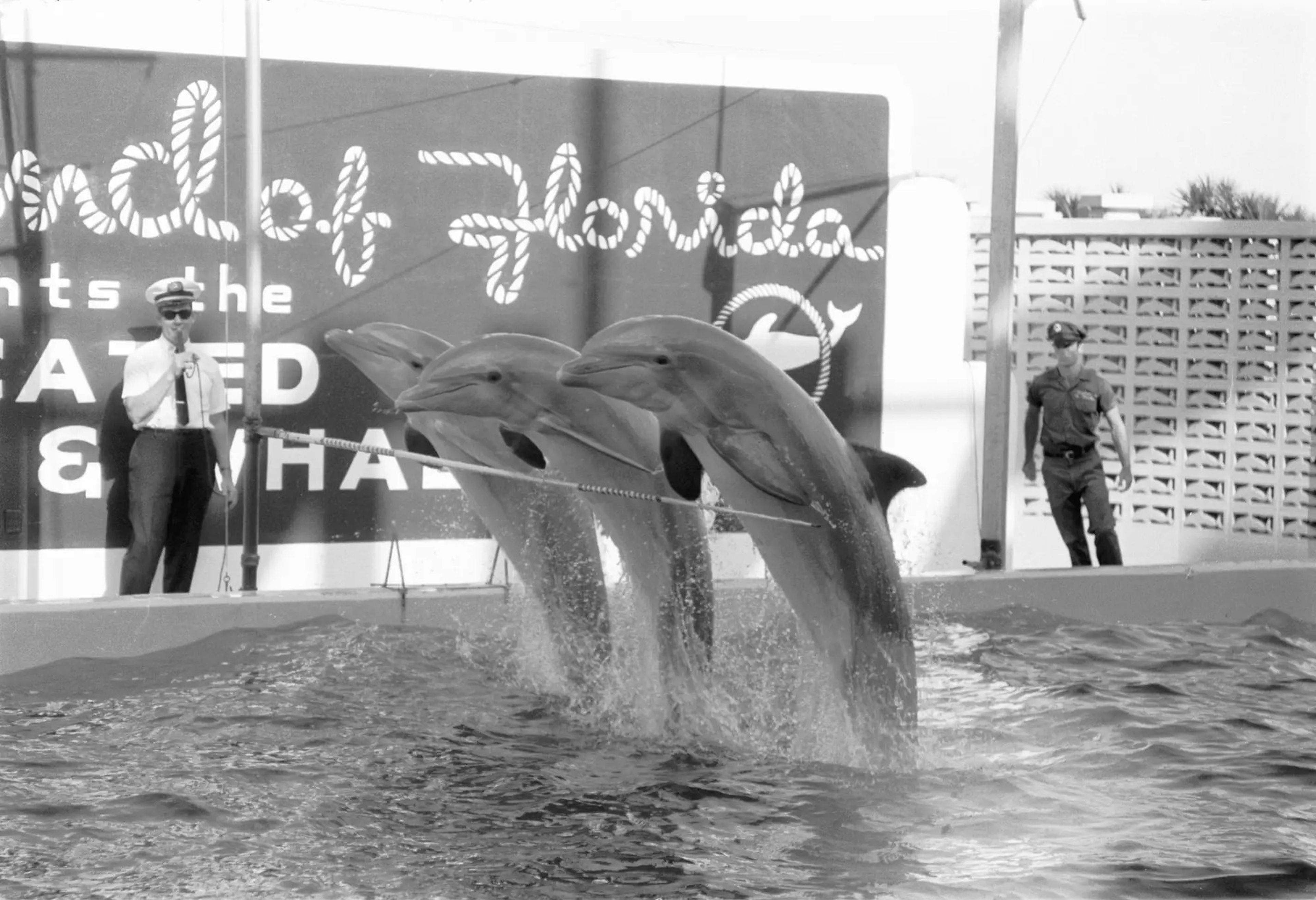 Actuación de delfines en Marineland, cerca de Daytona Beach, Florida, en 1959.