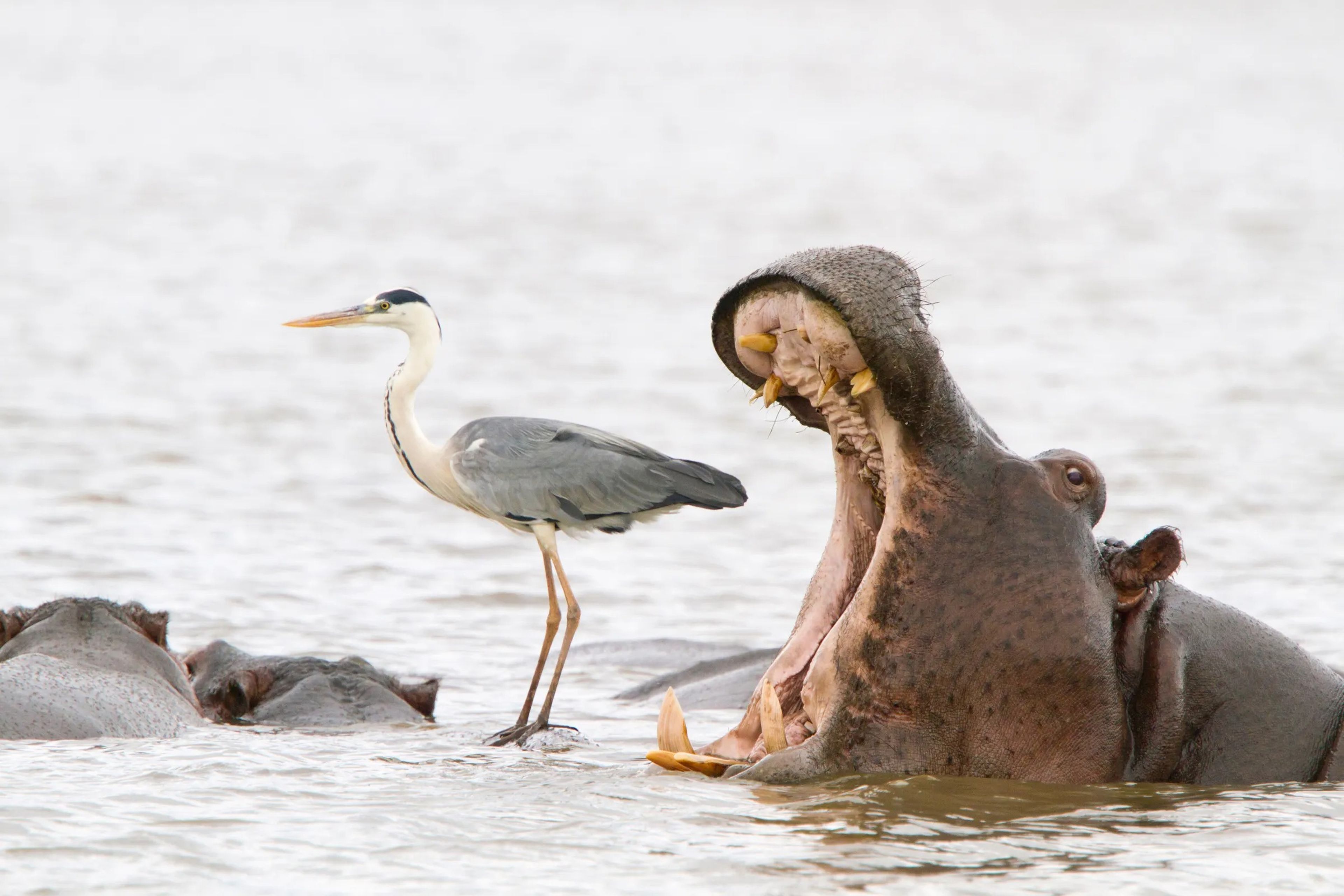 Un hipopótamo abriendo la boca junto a una garza