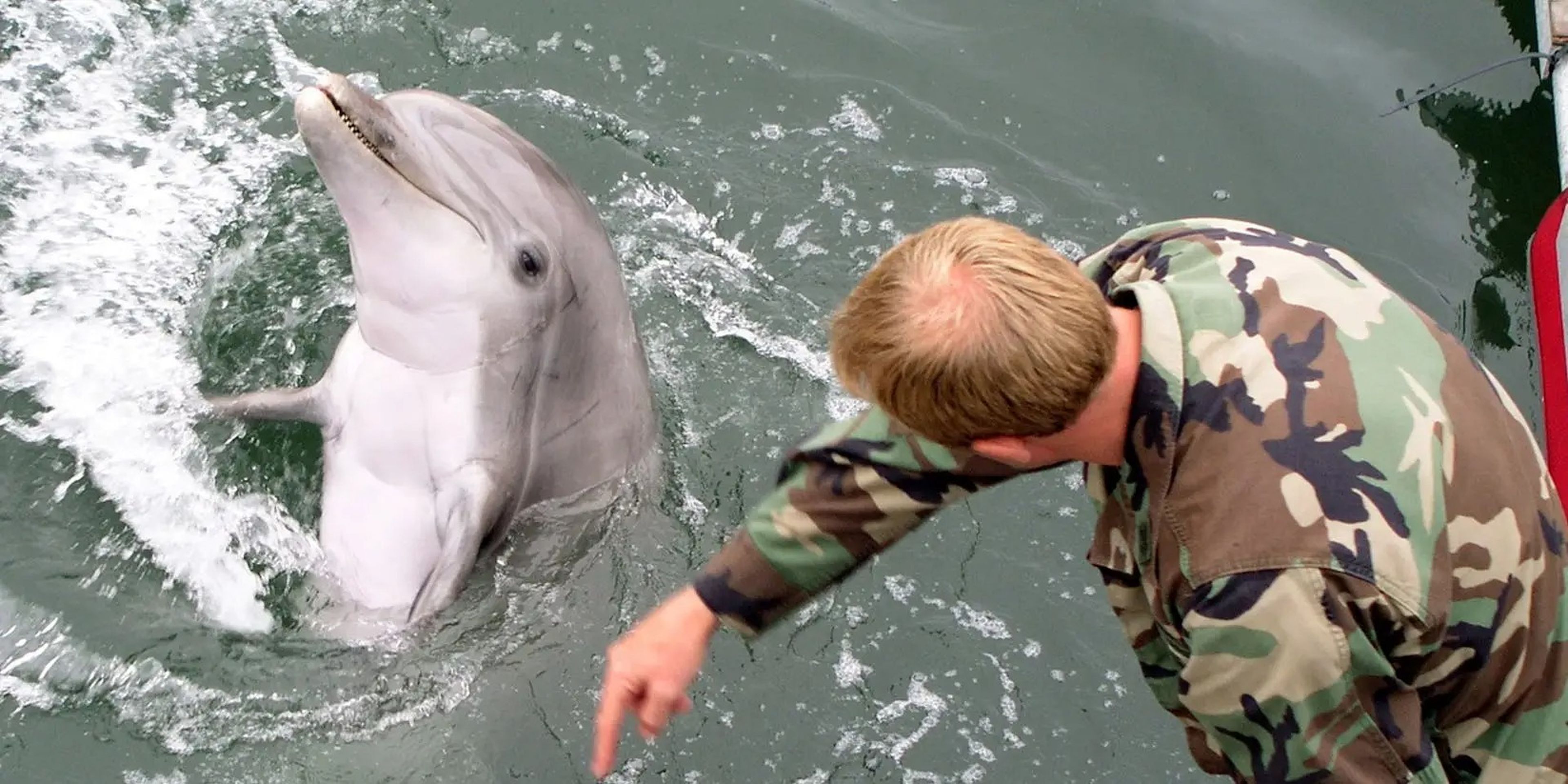 Un adiestrador de mamíferos marinos de la Marina con un delfín
