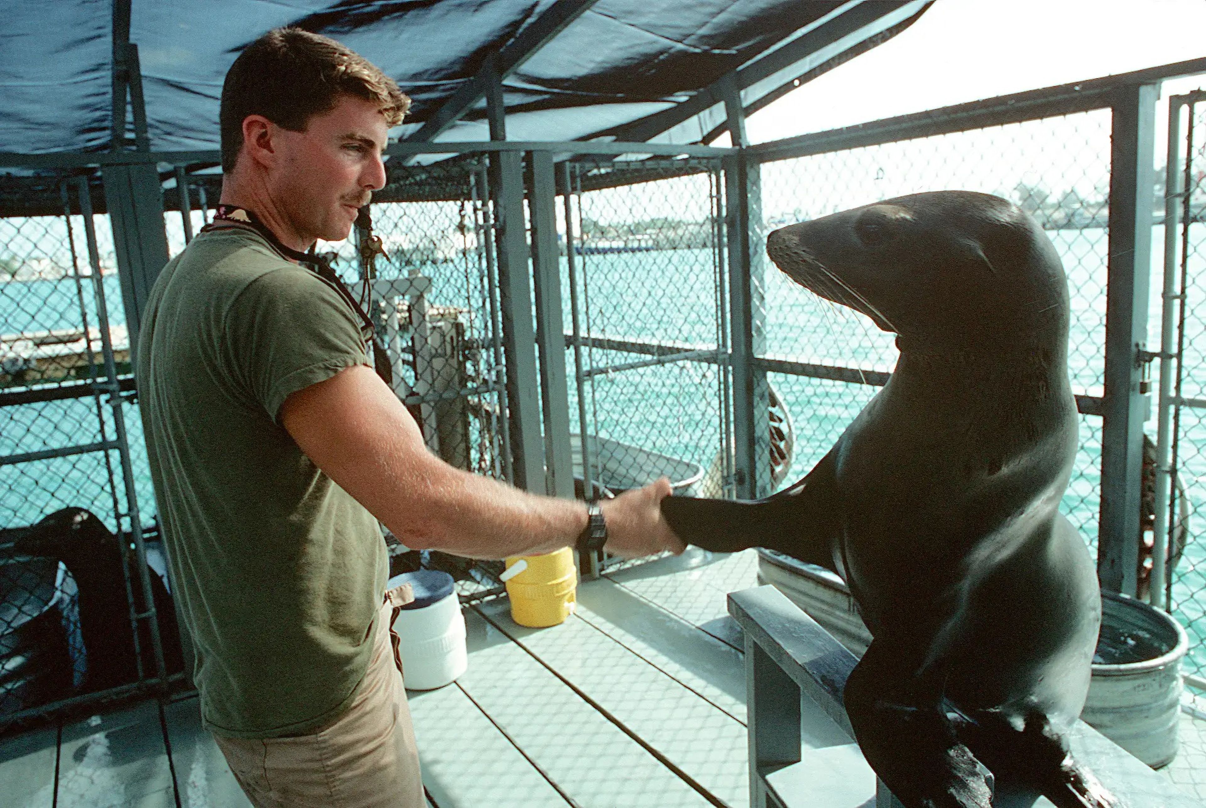 Un entrenador de la Marina estadounidense con un león marino en Key West en octubre de 1990.