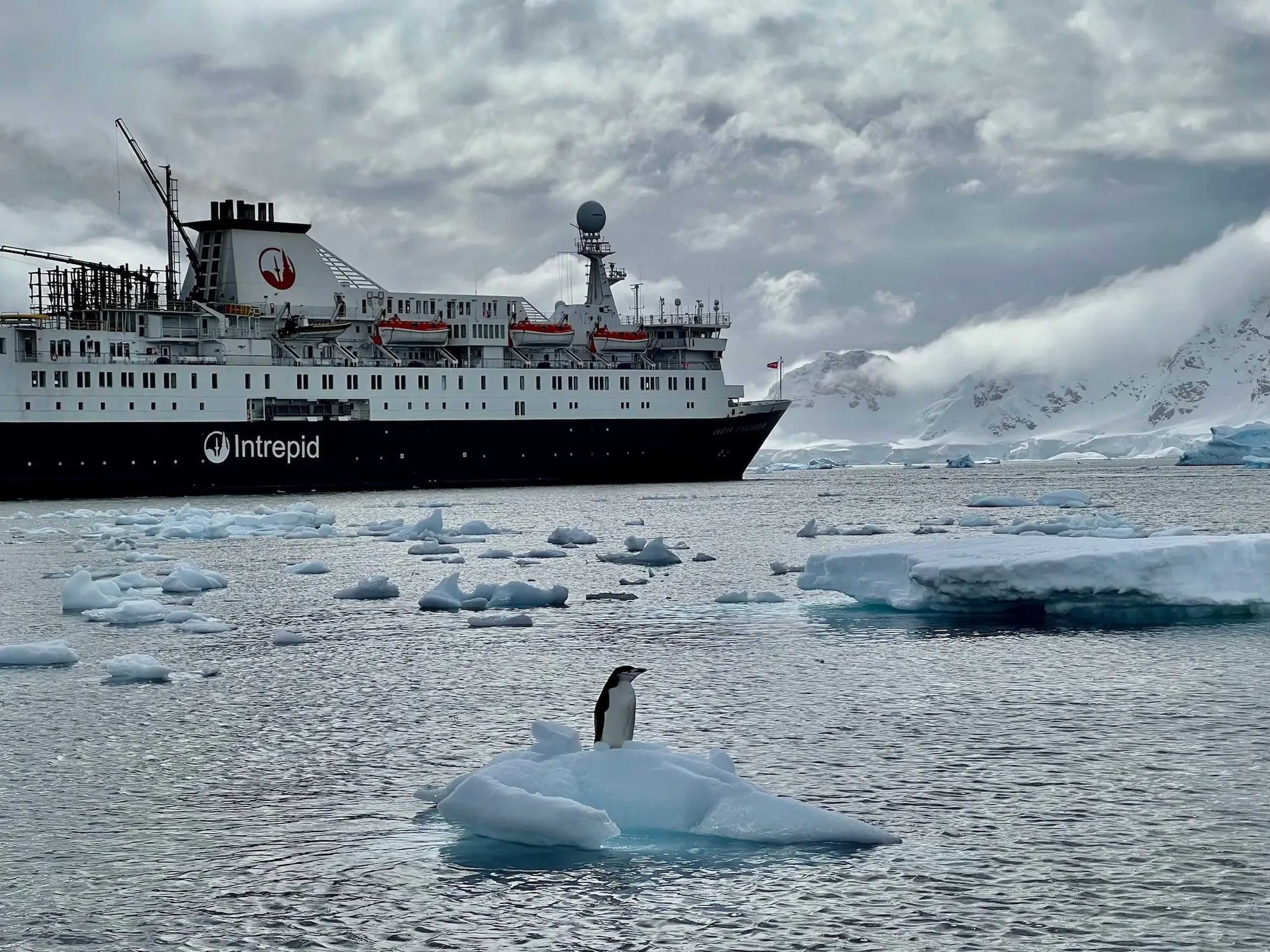 The Ocean Endeavour with a chinstrap penguin.