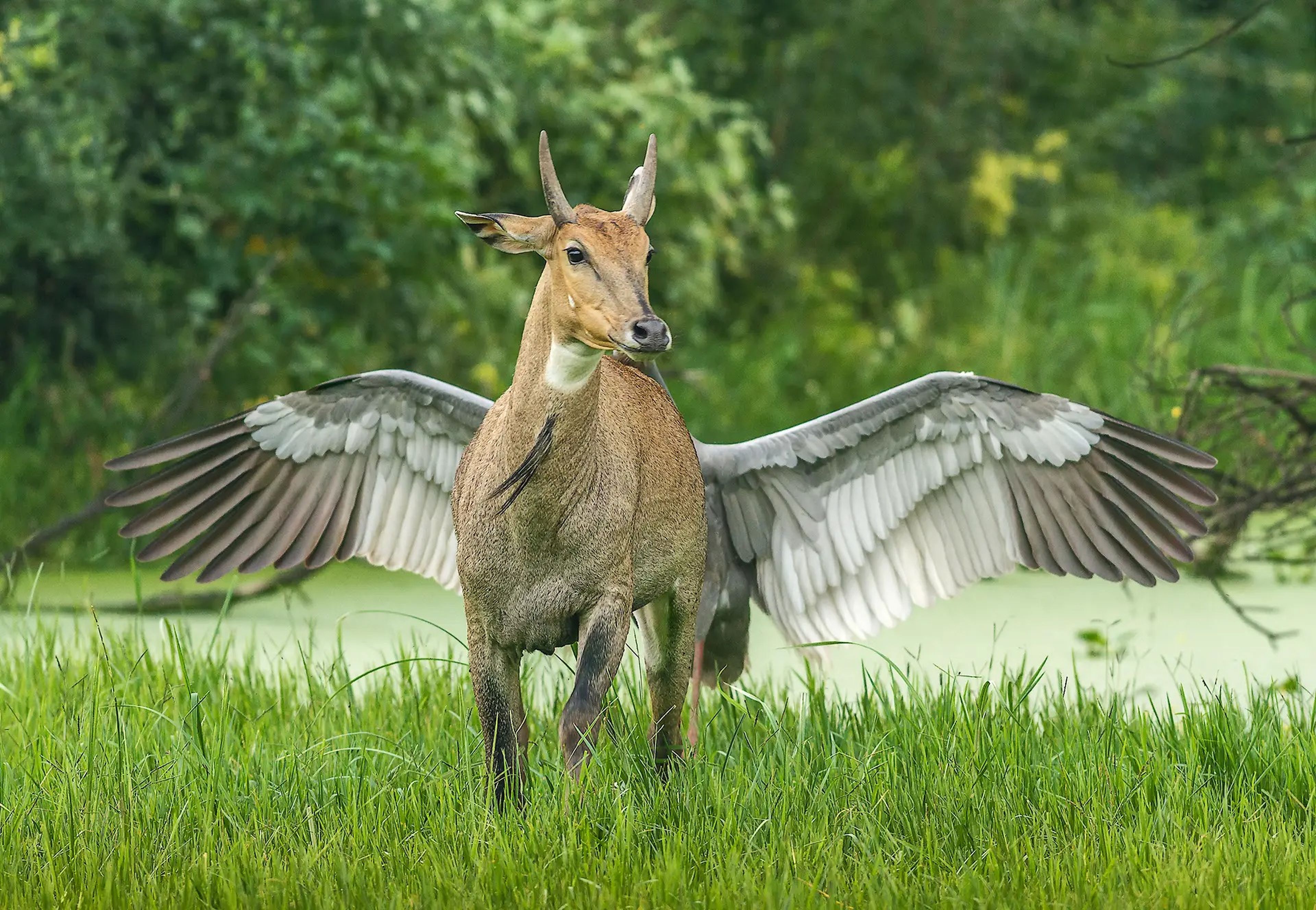 'Pegasus, The Flying Horse' de Jagdeep Rajput.