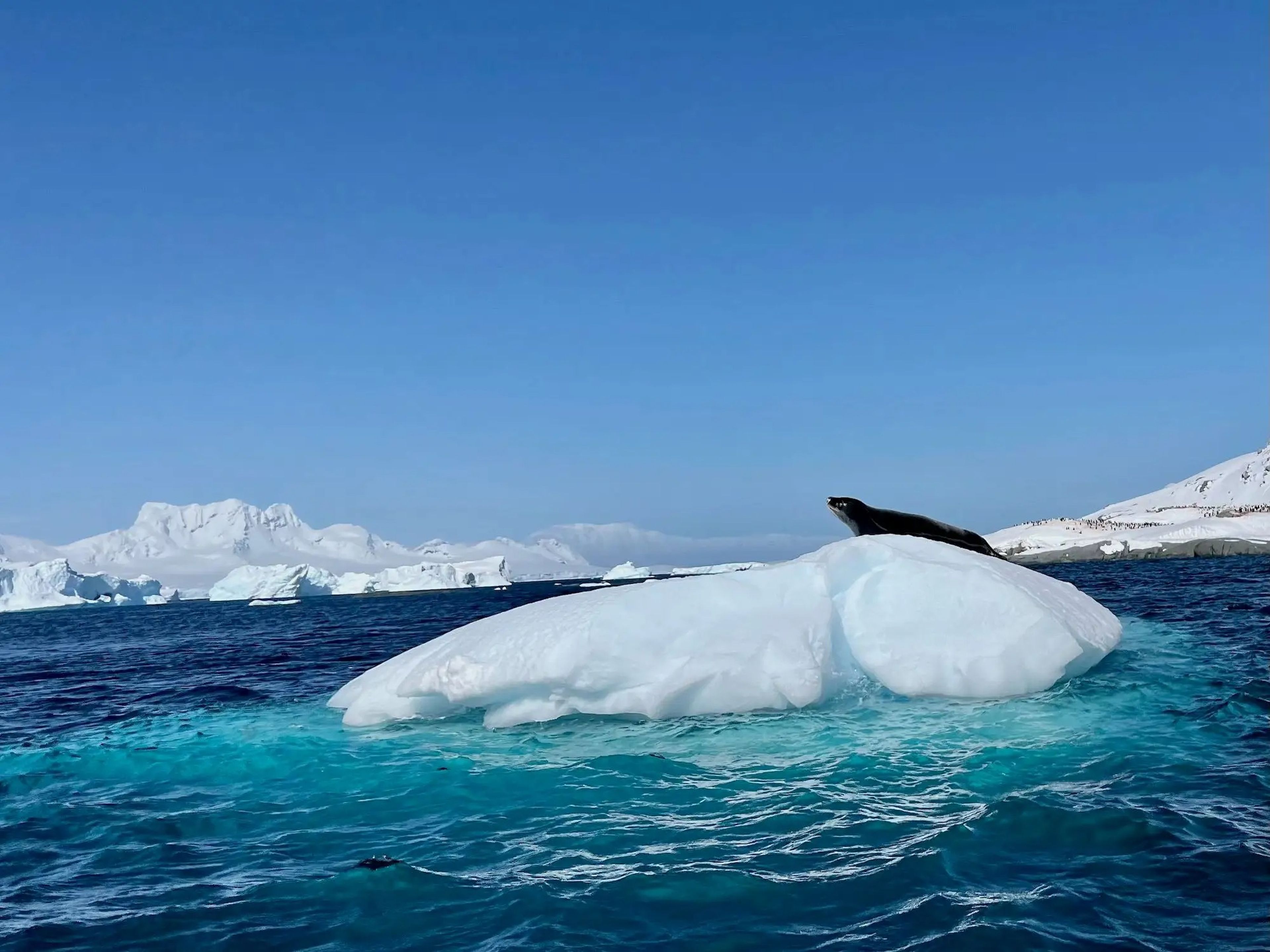 A seal sitting on an iceberg.