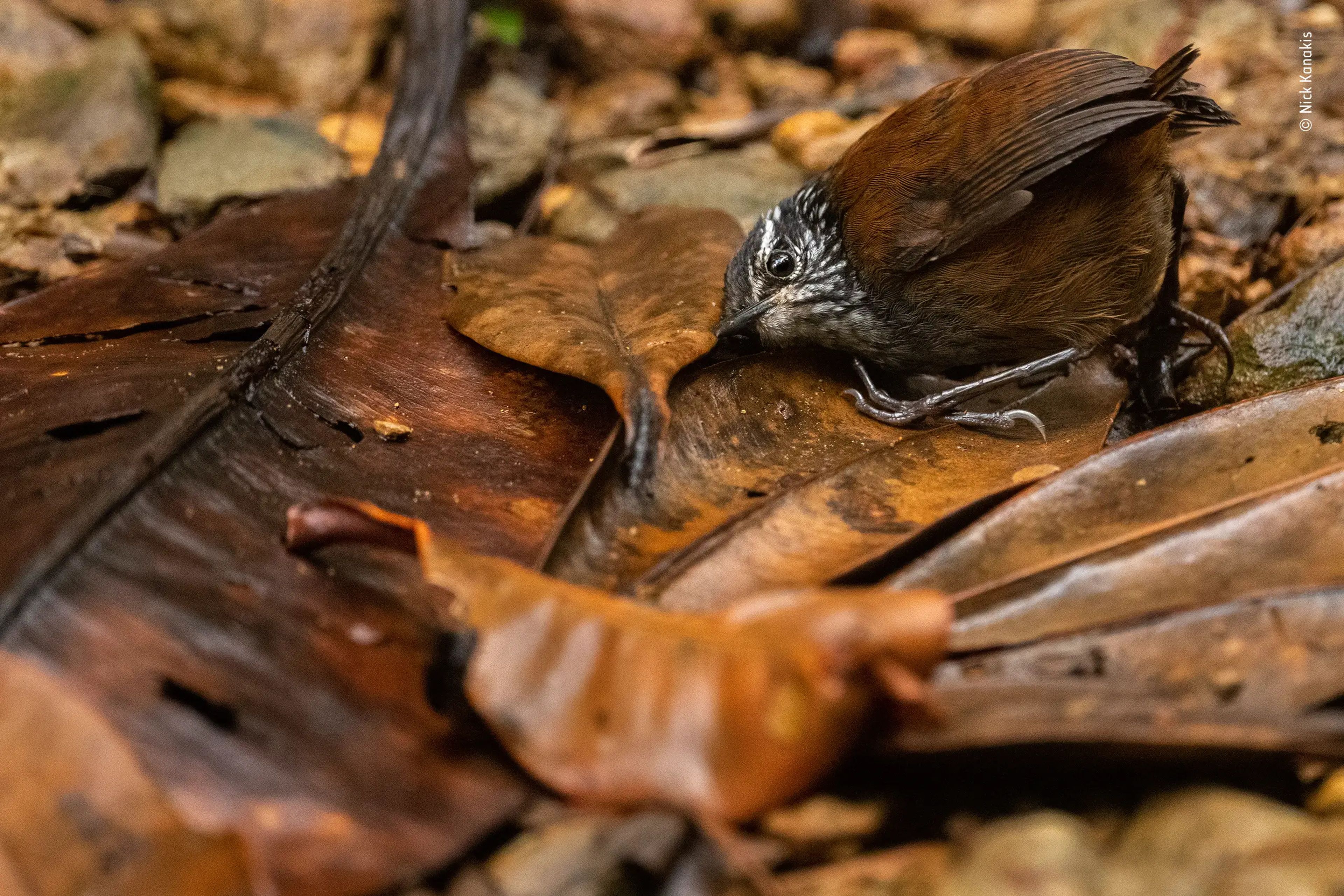 small brown bird with black and white head listens to ground in leaf pile