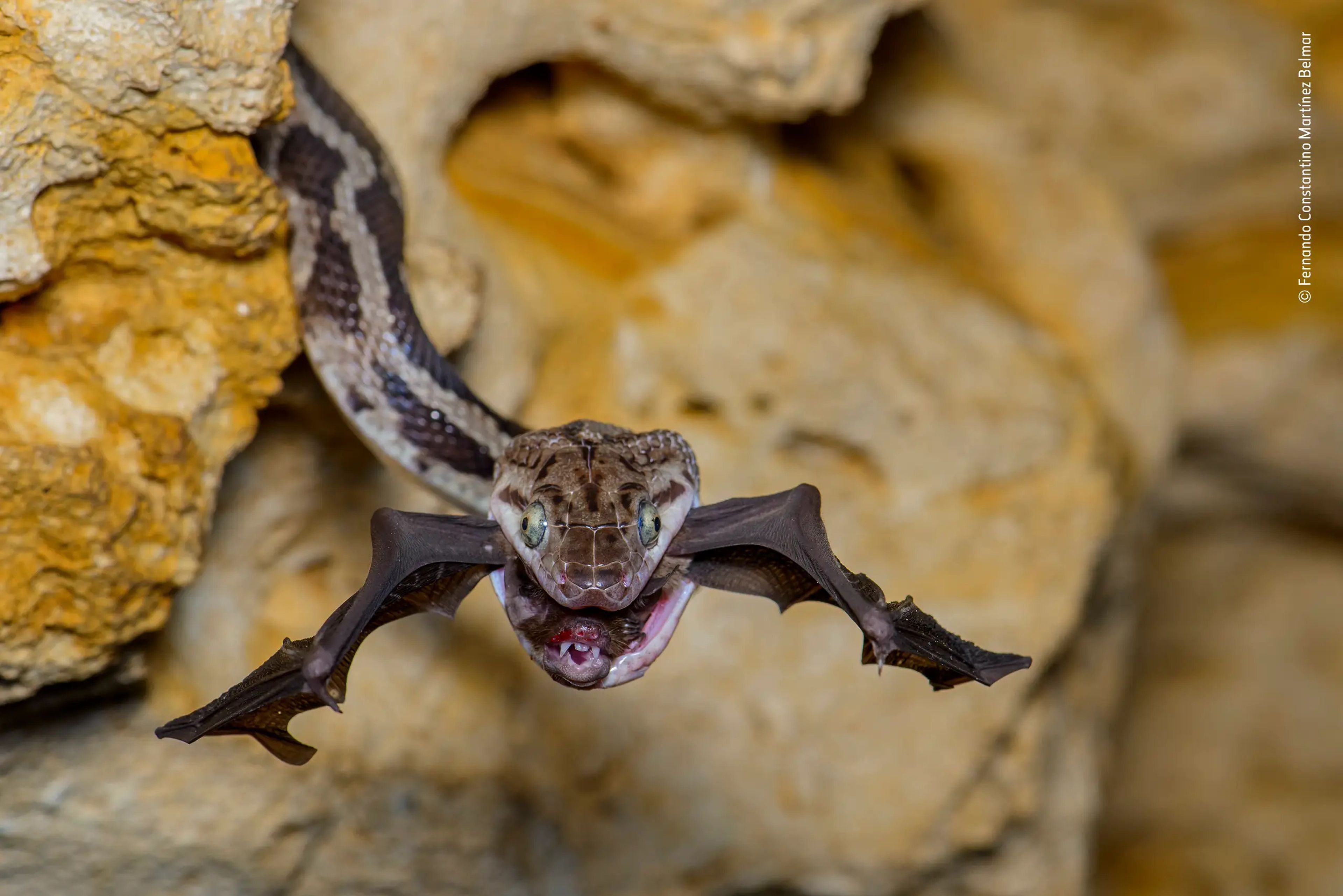 snake with bat in mouth poking out of rocks