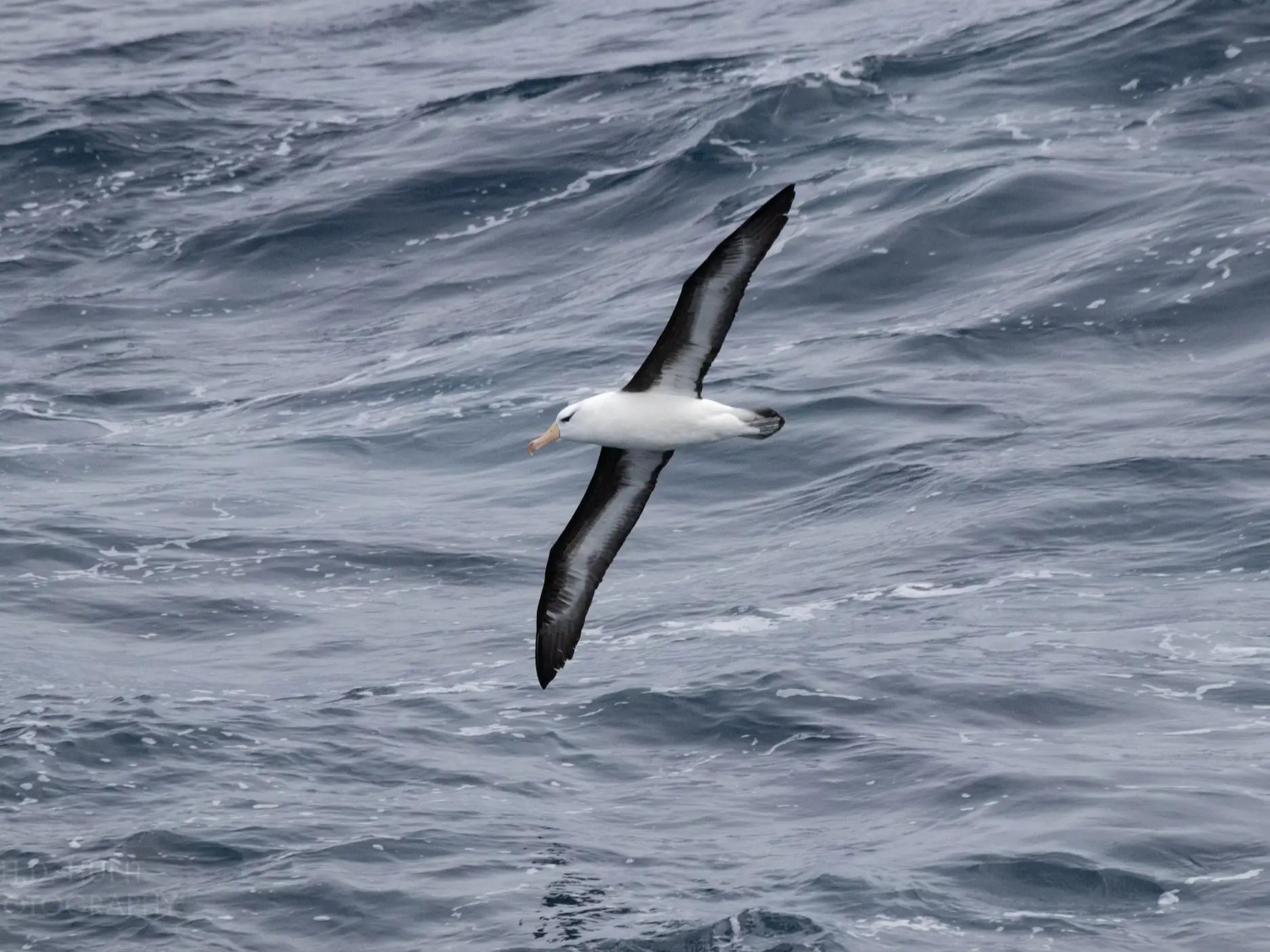 A Southern Ocean bird.