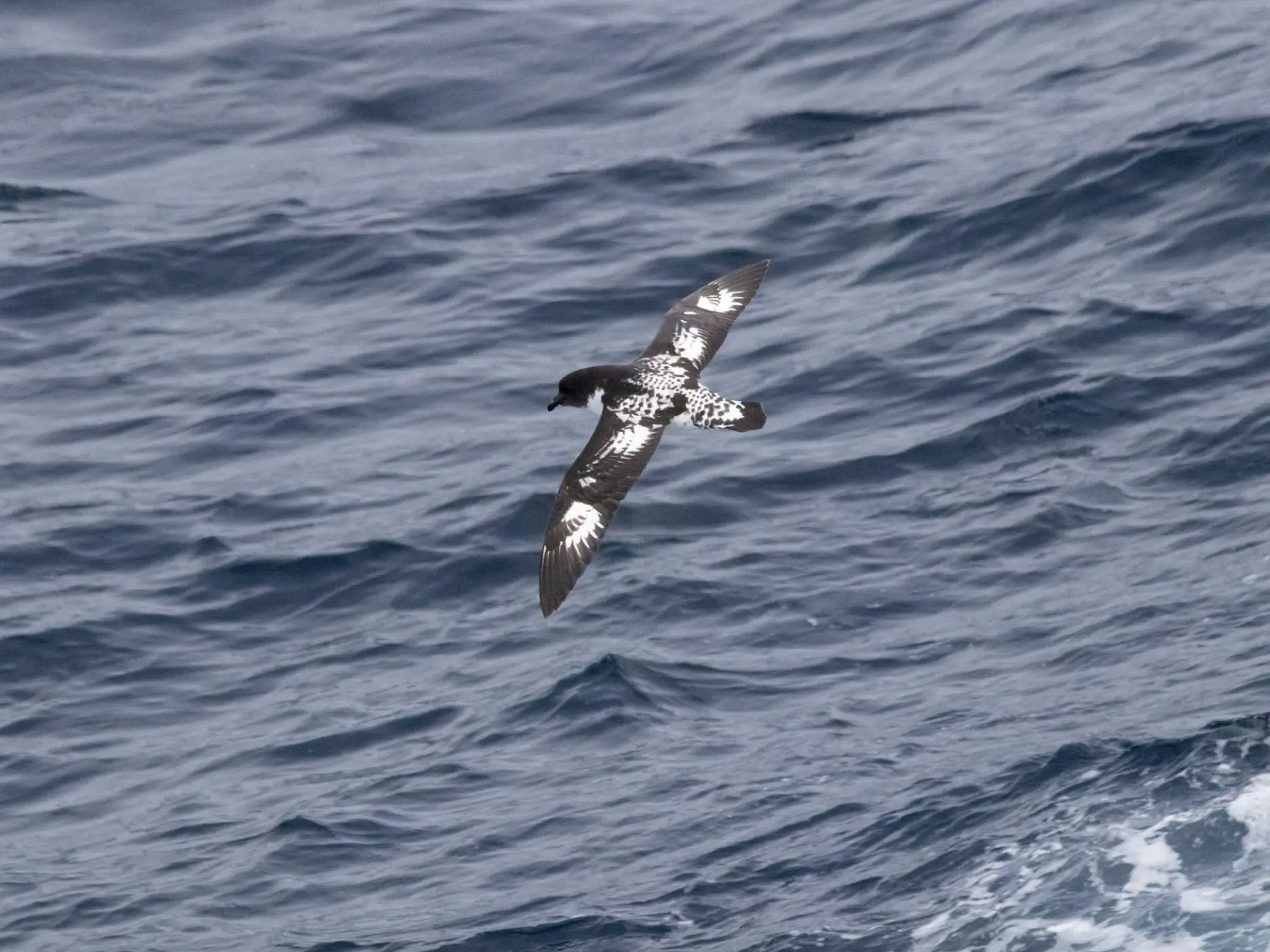 The study of seabirds was one of the lectures, and the expedition team took guests outside to survey and photograph the ones flying around the ship.