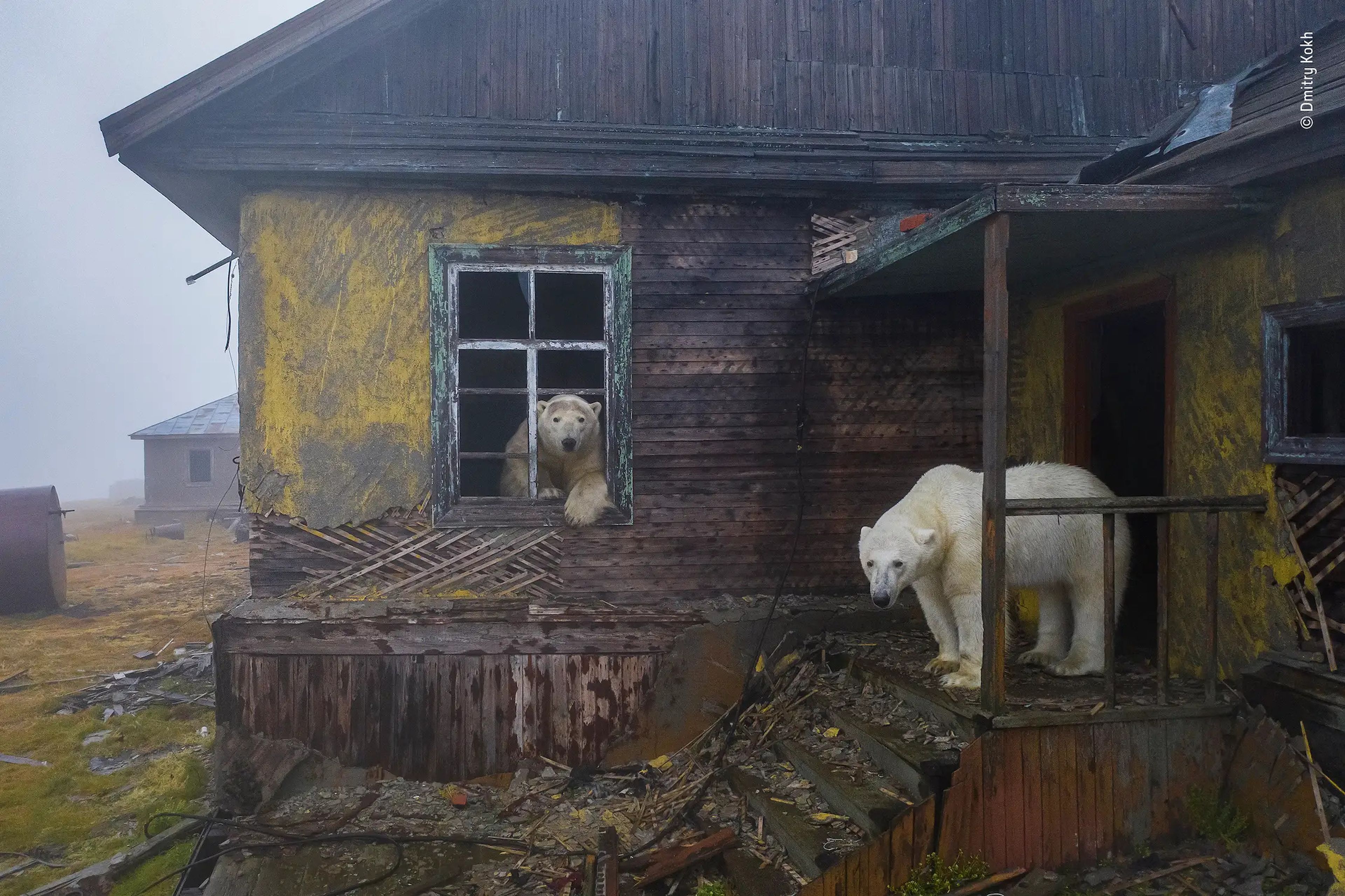 two polar bears in a run down house