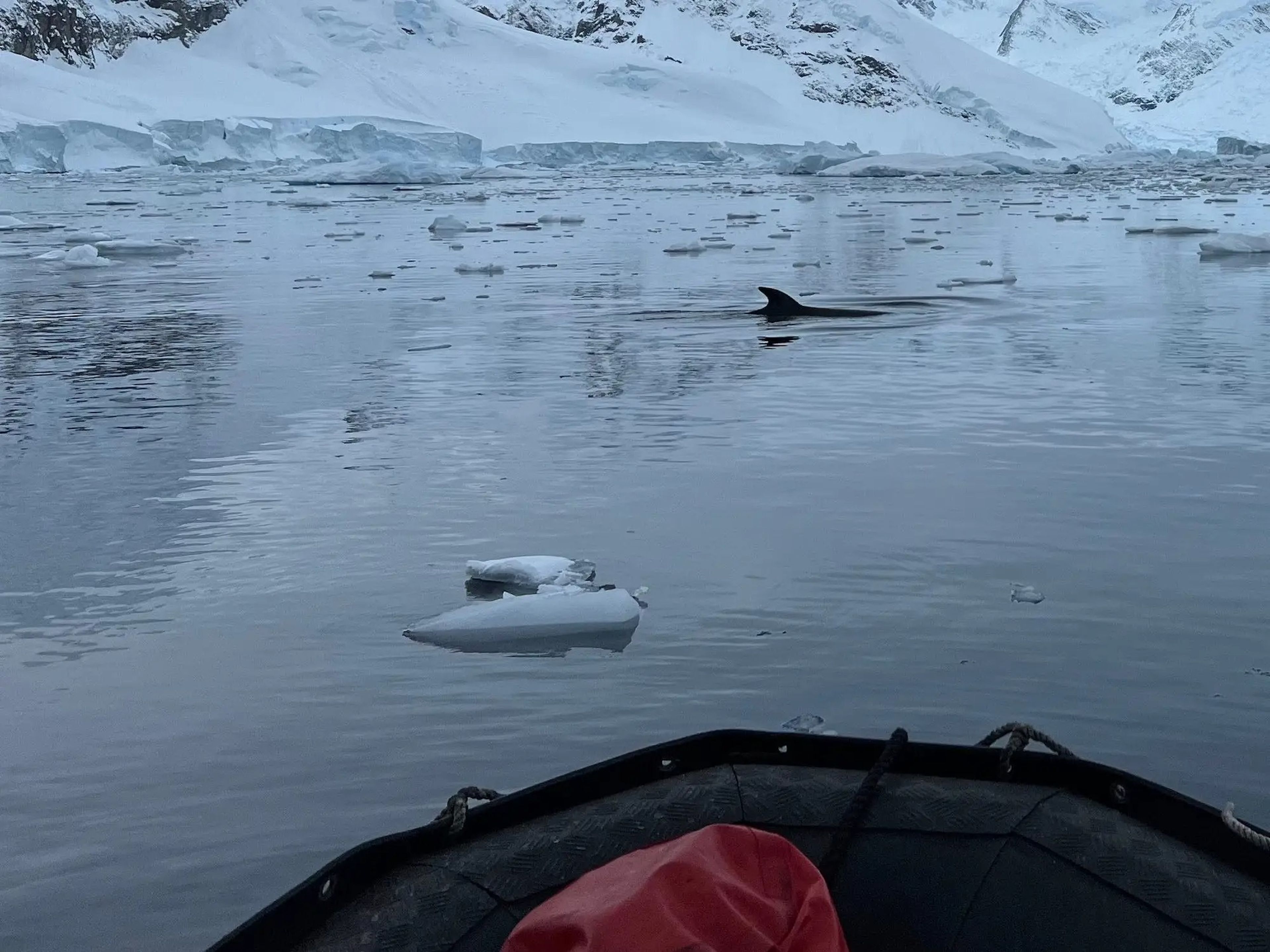 Vimos una ballena mientras recorríamos la Antártida en zodiac.