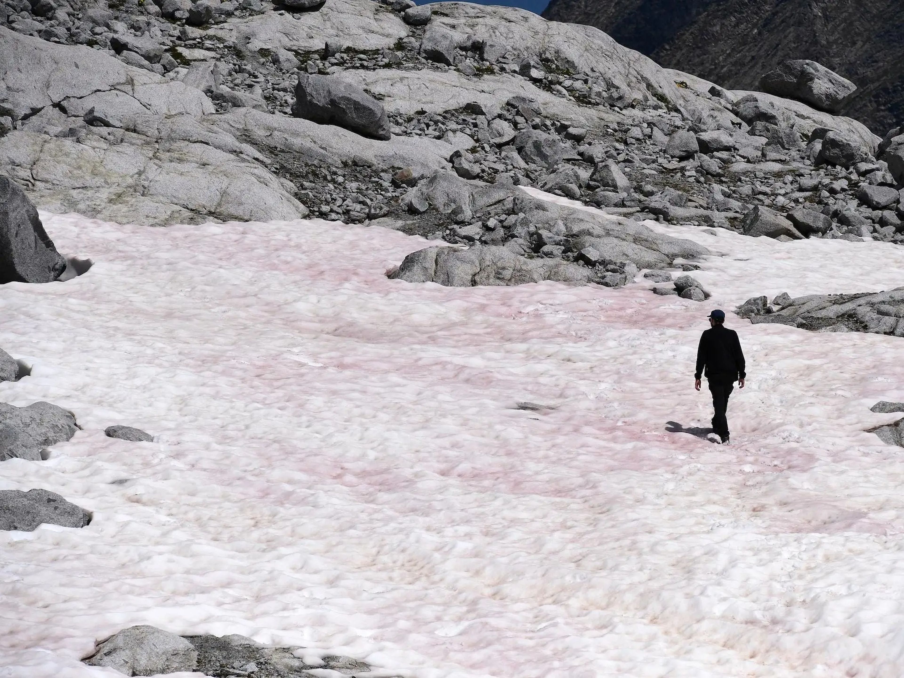 Un hombre camina sobre nieve de color rosa, supuestamente debido a la presencia de colonias de algas de la especie Ancylonela nordenskioeldii procedentes de Groenlandia, en el glaciar Presena, cerca de Pellizzano, el 4 de julio de 2020.