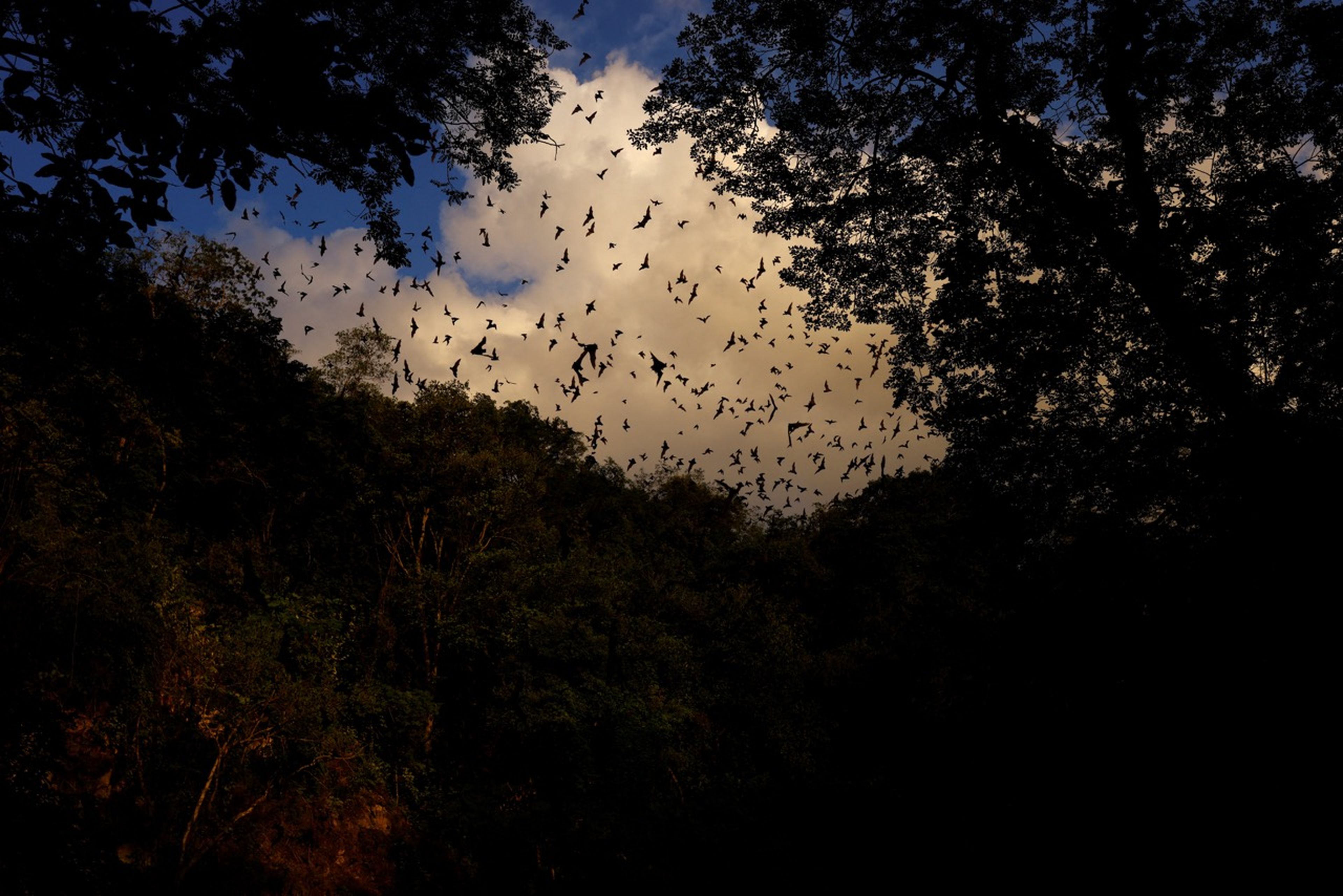Una bandada de murciélagos revolotean en la Reserva de la Biosfera de Calakmul, México.