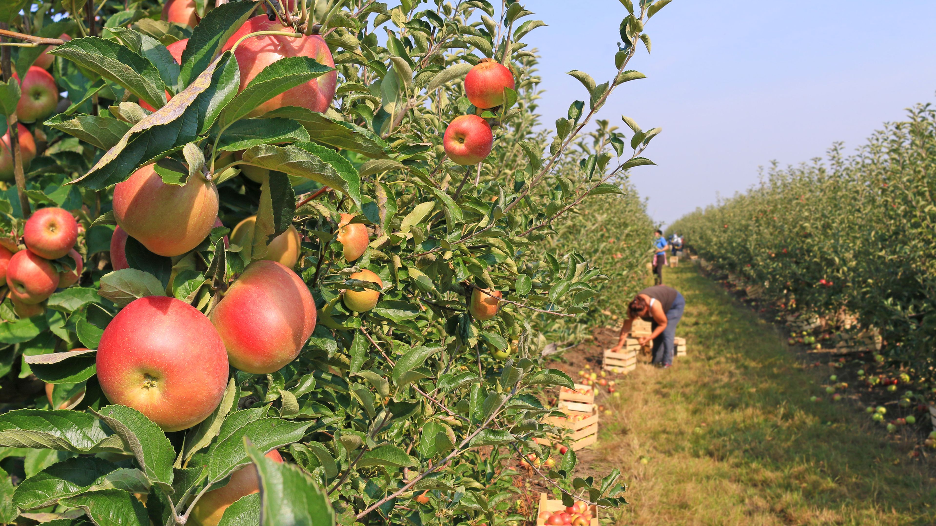 Cosecha de manzanas, trabajador por temporada en el campo