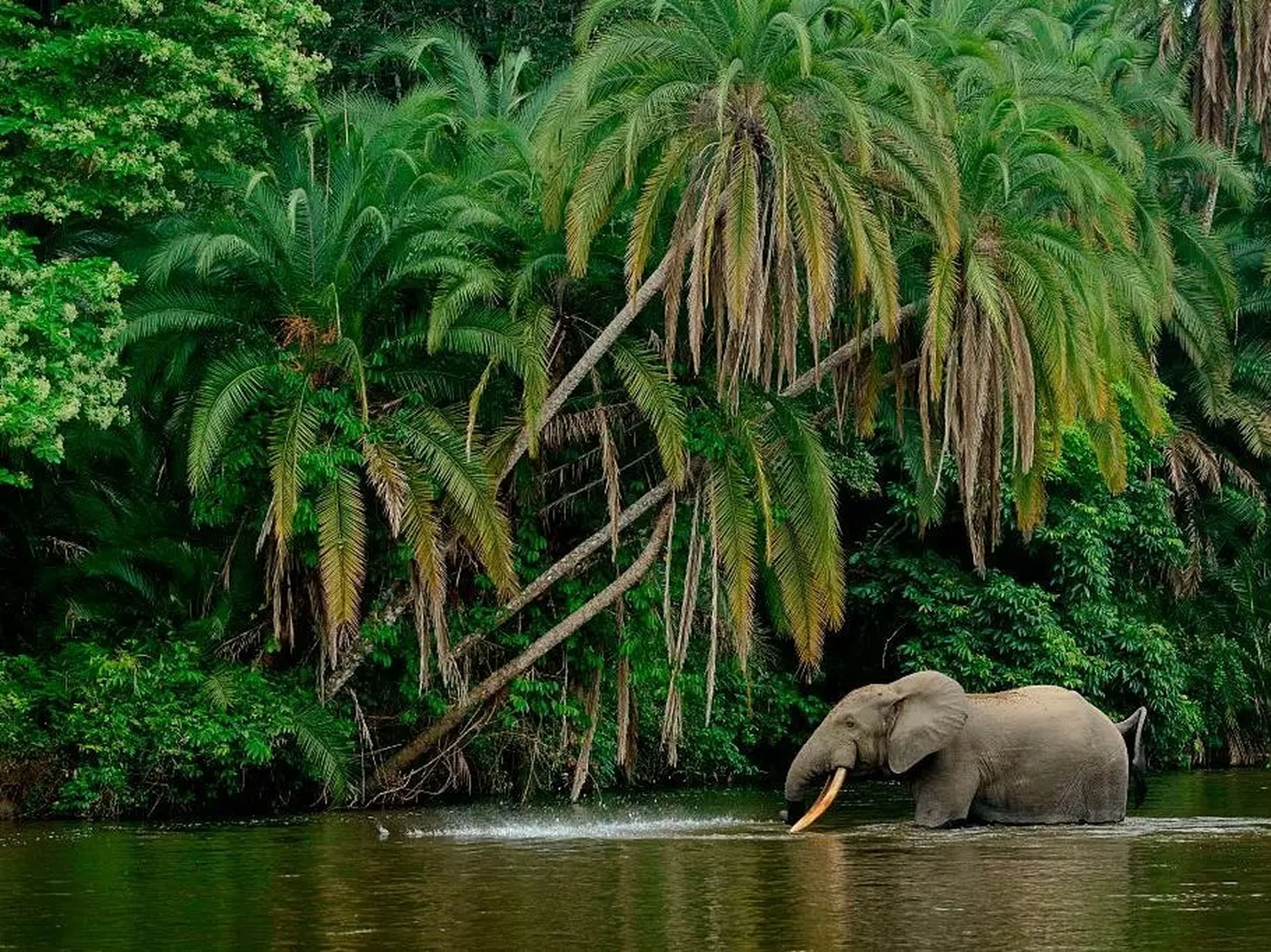 The endangered African forest elephant in Odzala-Kokoua National Park, Republic of the Congo.