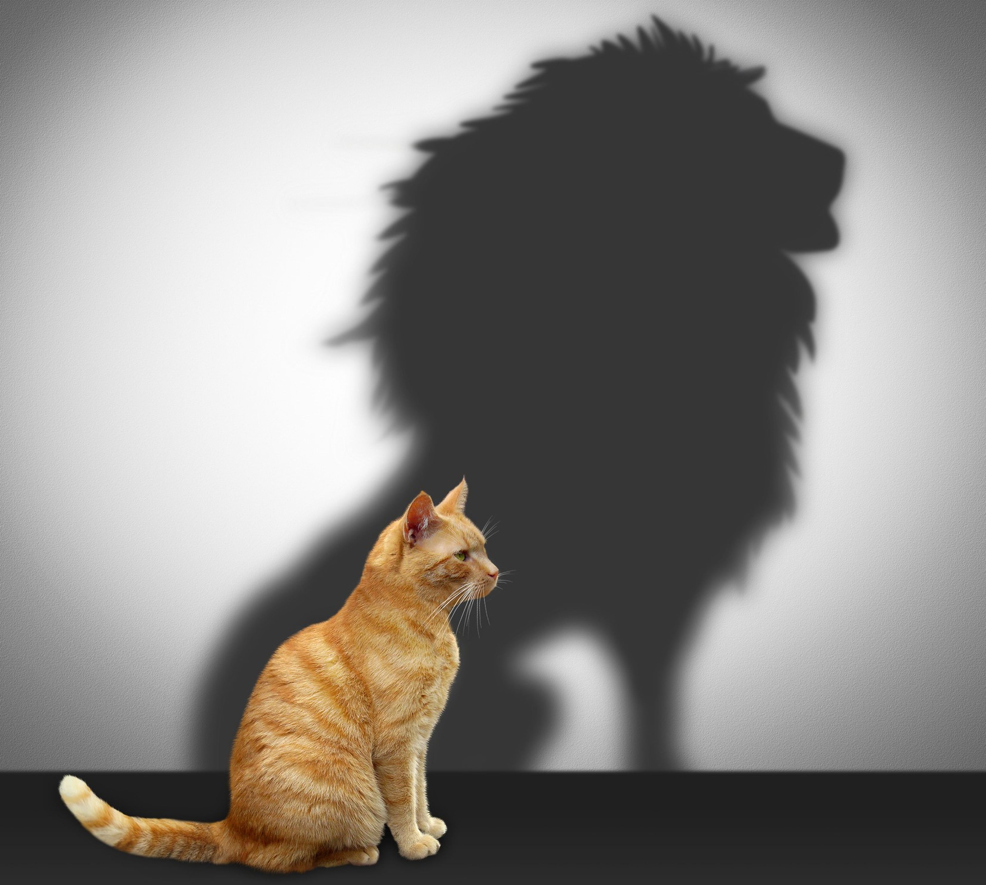 Gato con sombra de león, motivación