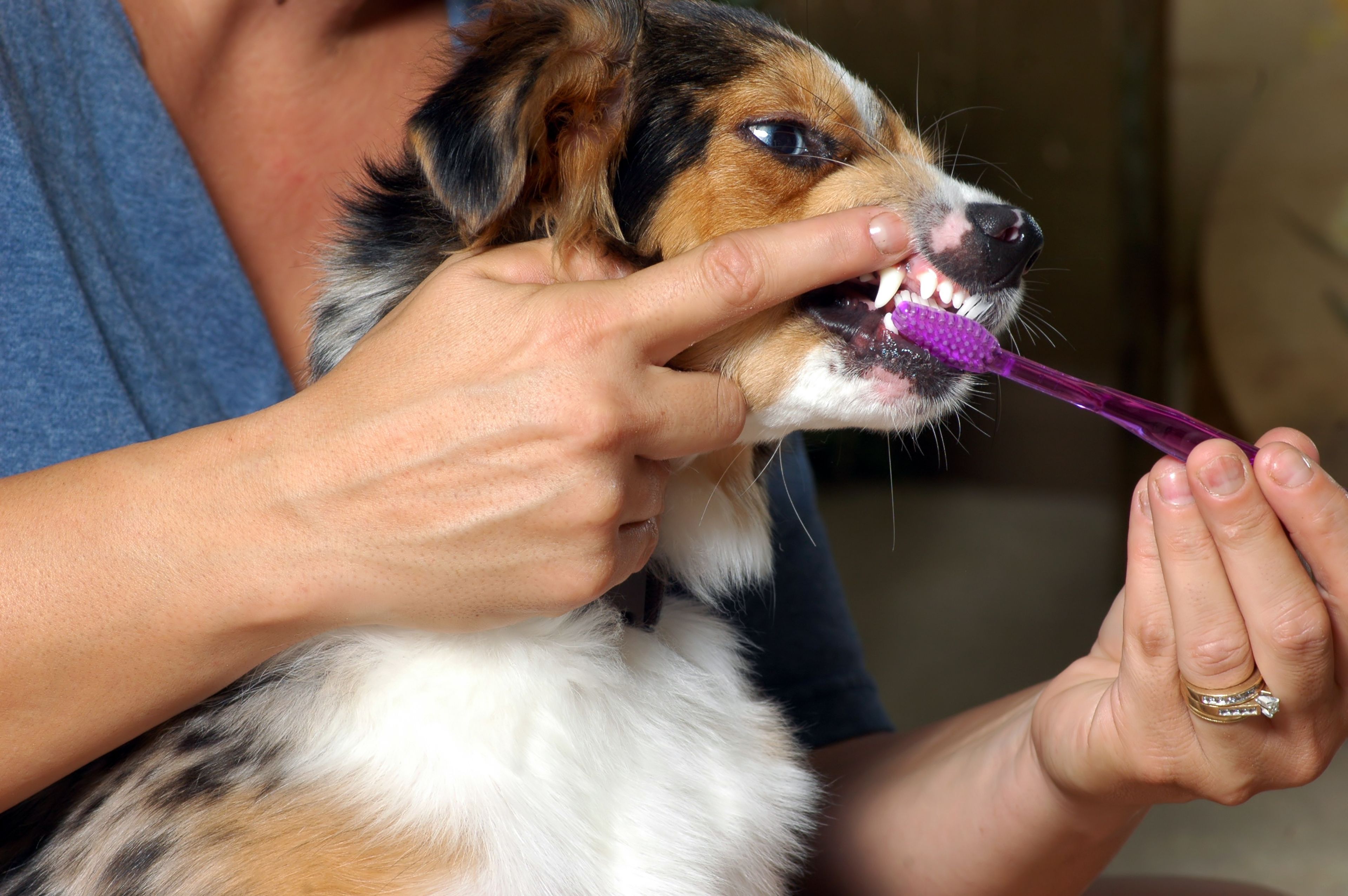 Lavar dientes perro