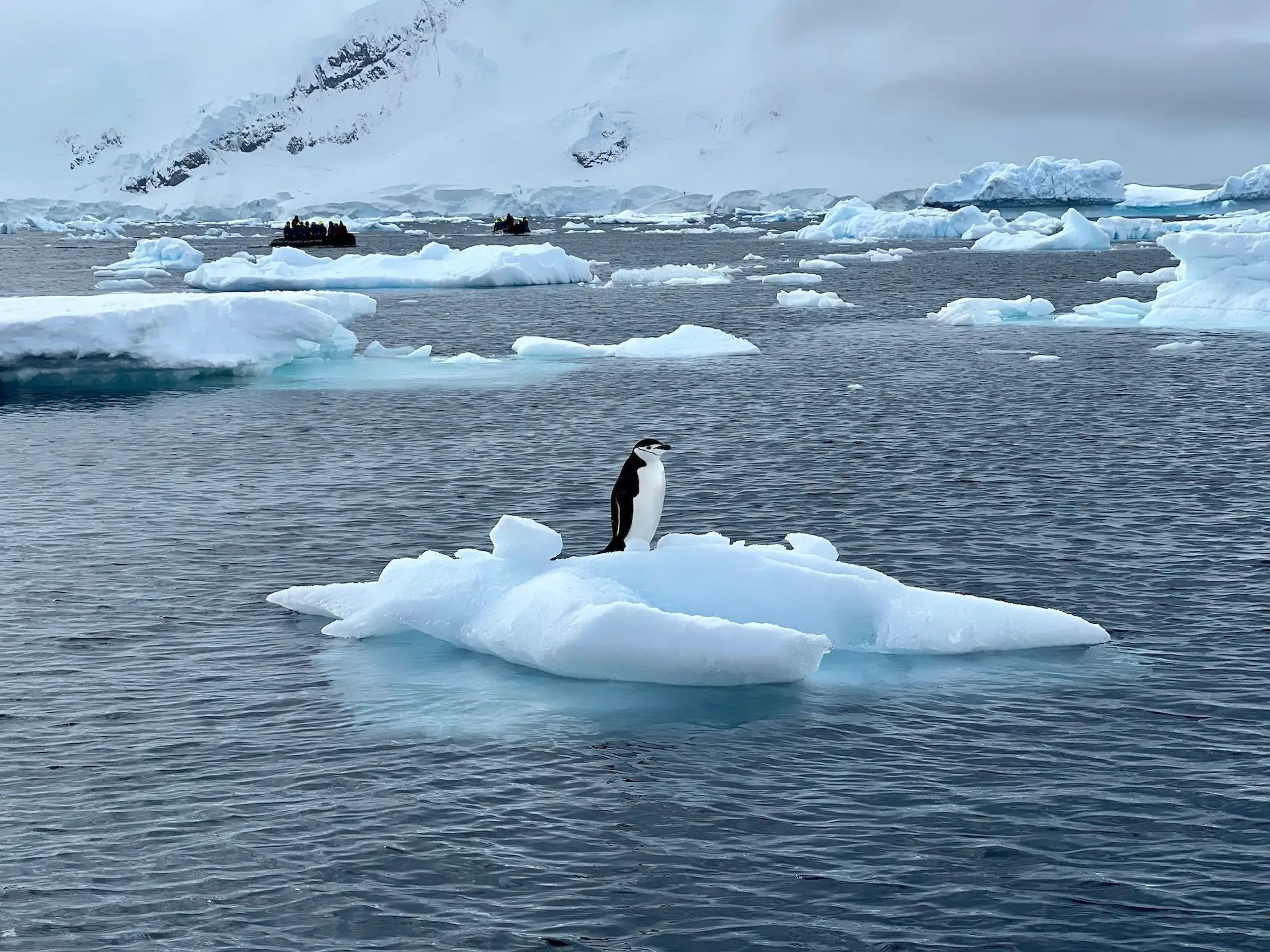 A chinstrap penguin on a small iceberg.