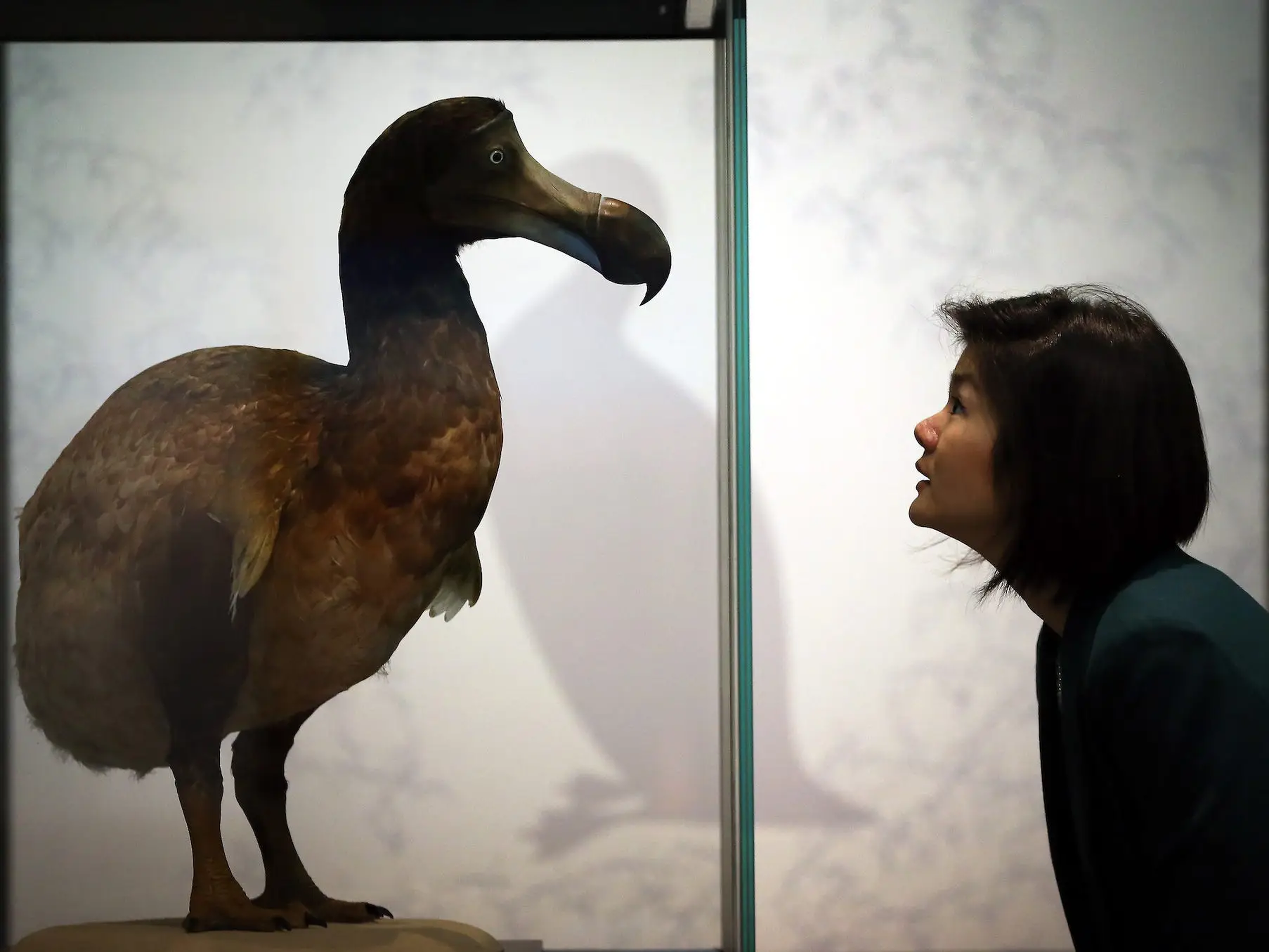 Un dodo disecado en el Museo de Historia Natural el 5 de febrero de 2013, en Londres (Inglaterra).