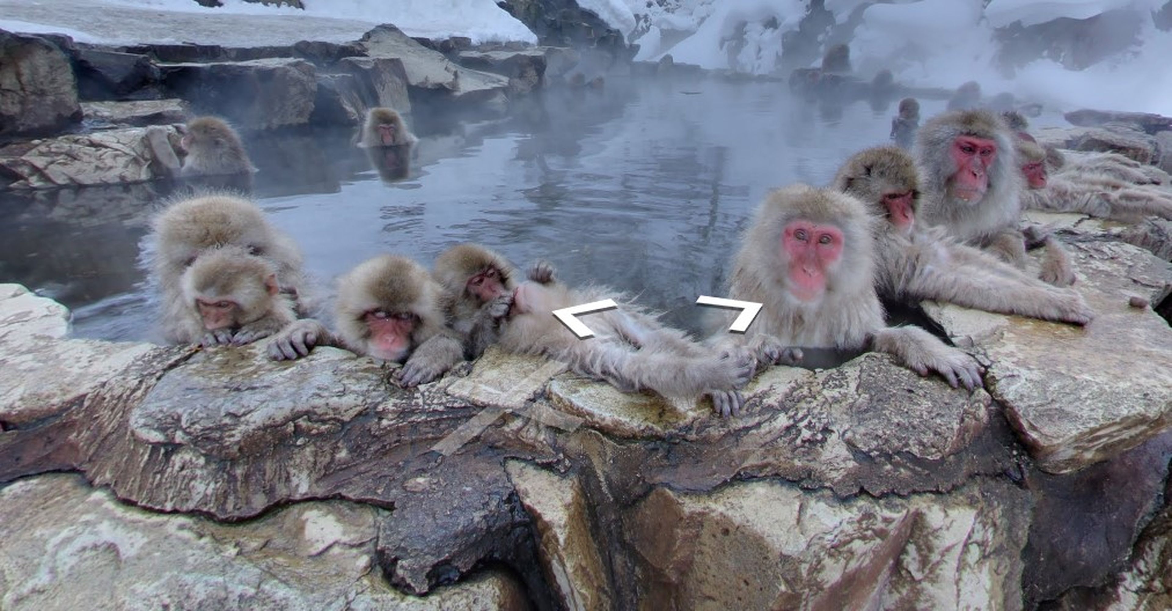 Monos, baño caliente