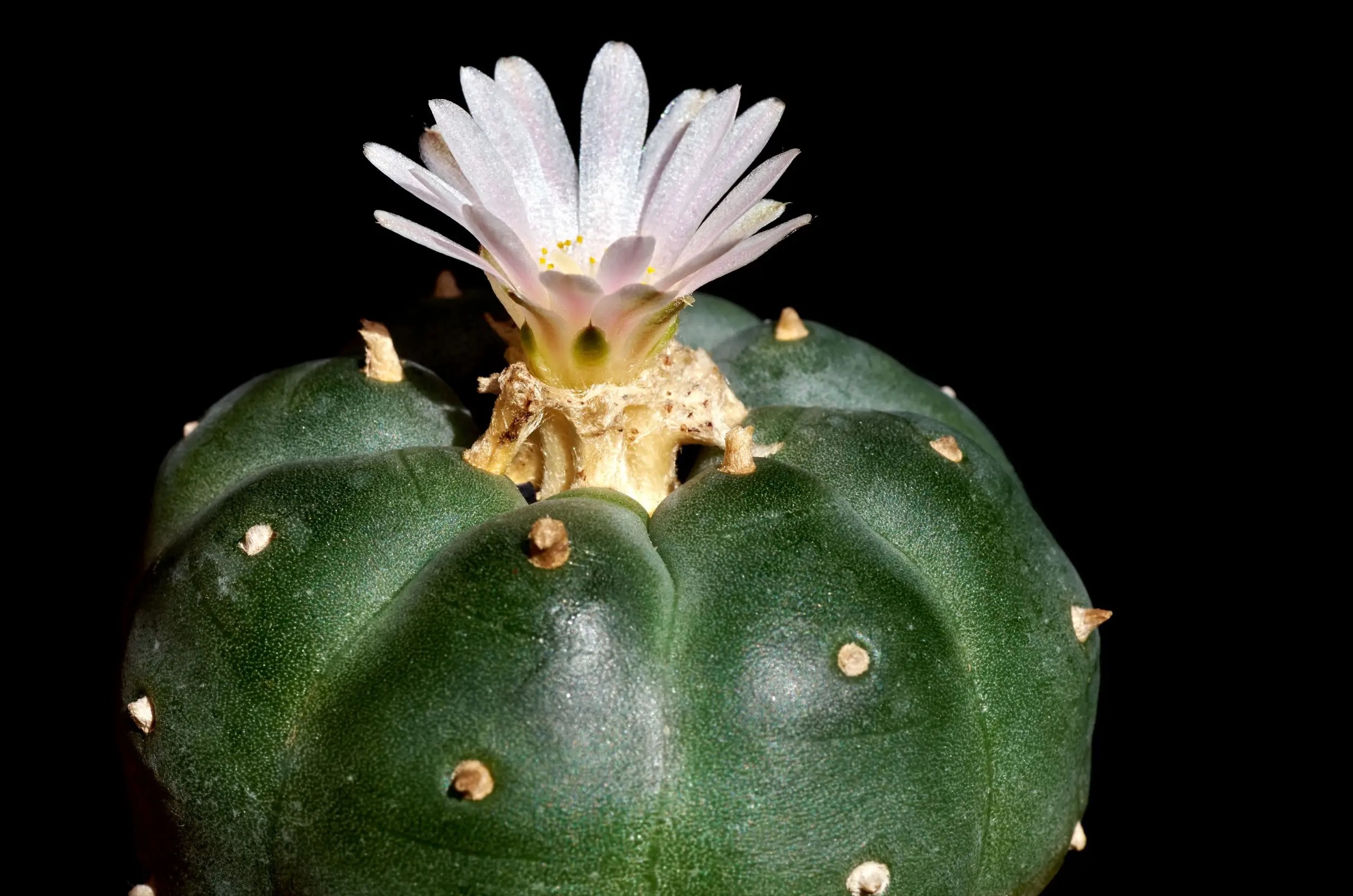 El peyote es un pequeño cactus que contiene un psicodélico natural llamado mescalina. Los grupos indígenas lo han utilizado como sacramento religioso durante miles de años.