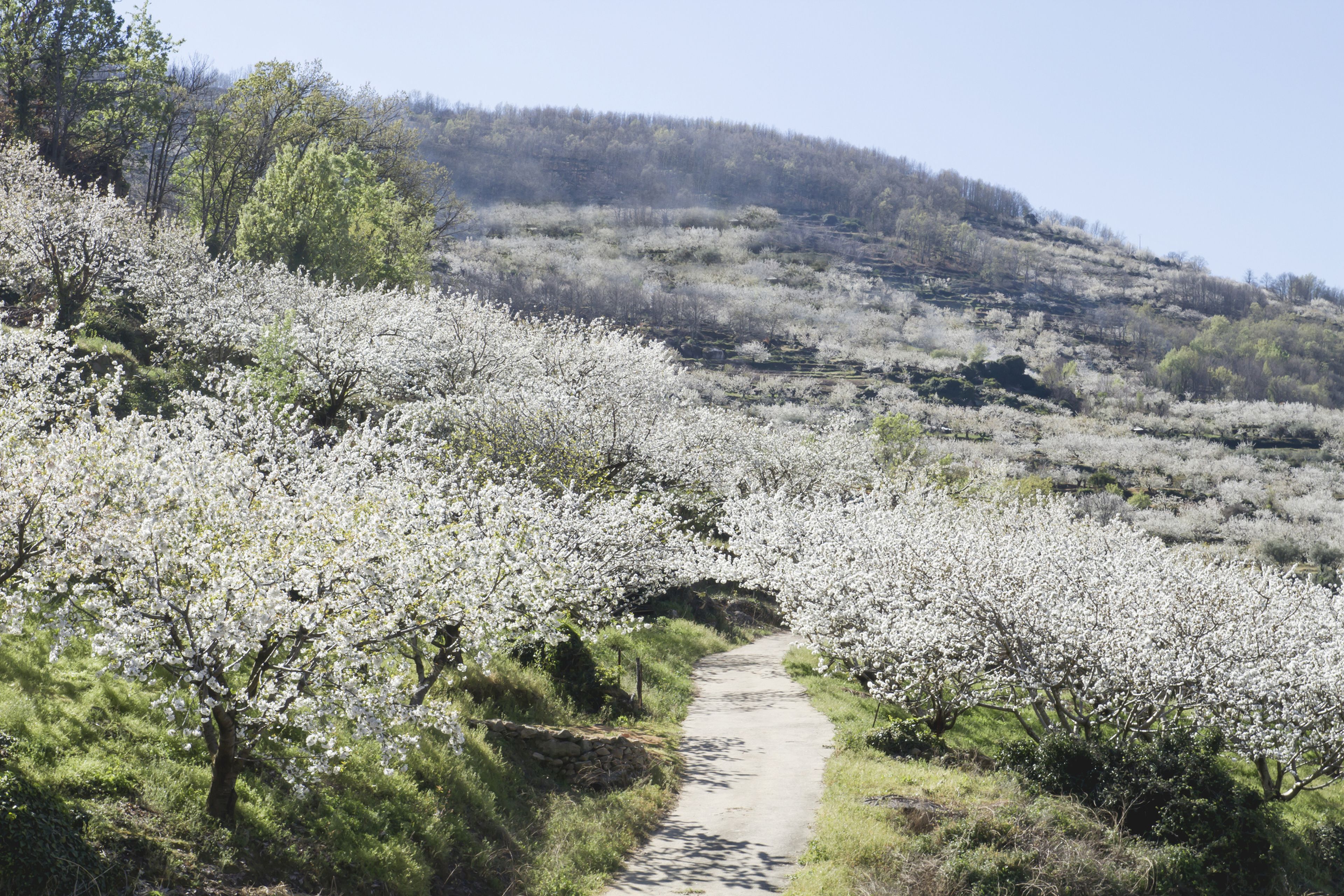 Cerezos en flor Valle del Jerte 2023