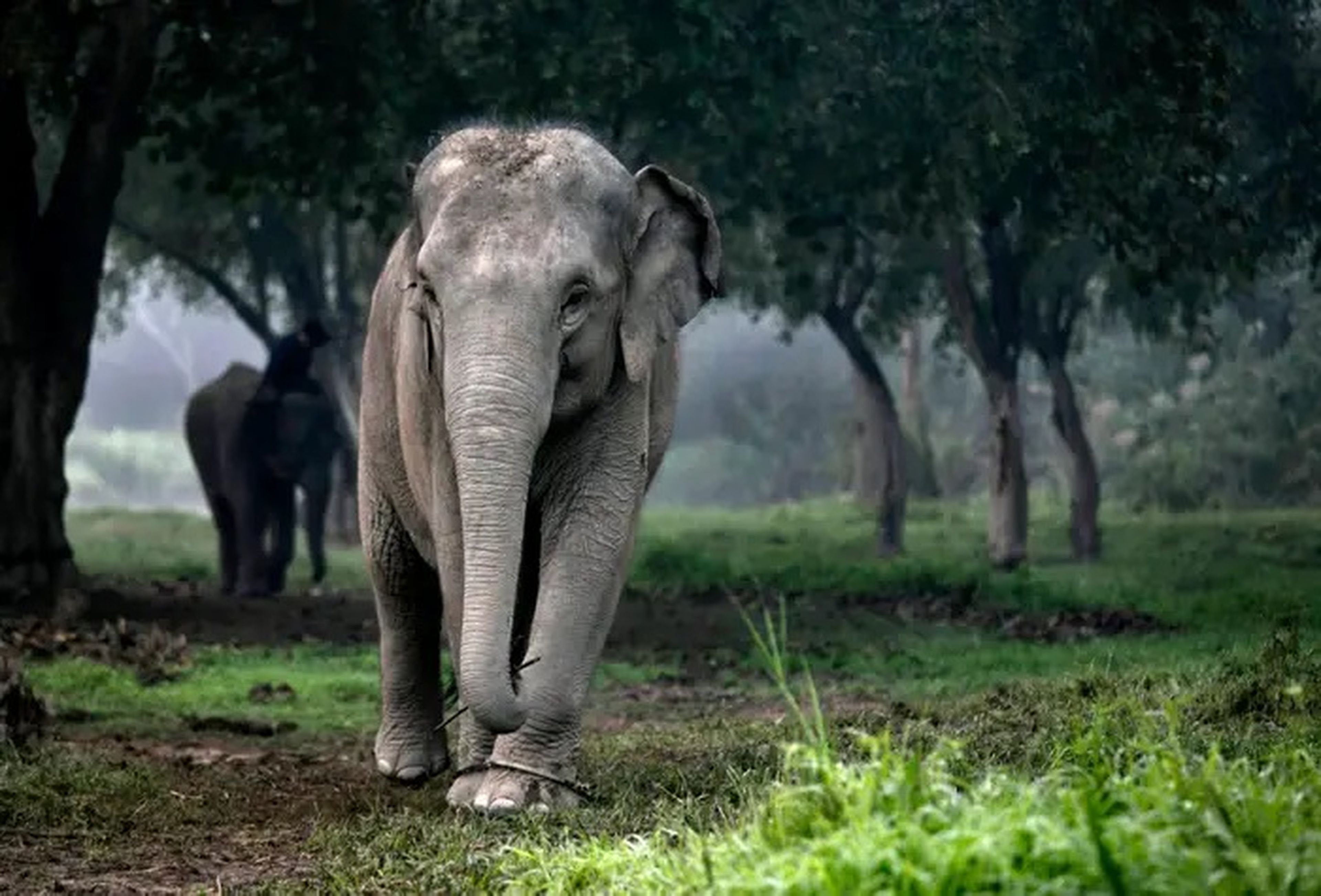 Los grandes mamíferos como los elefantes corren el riesgo de extinguirse a medida que sus recursos naturales sigan disminuyendo debido al cambio climático y otras interferencias humanas.