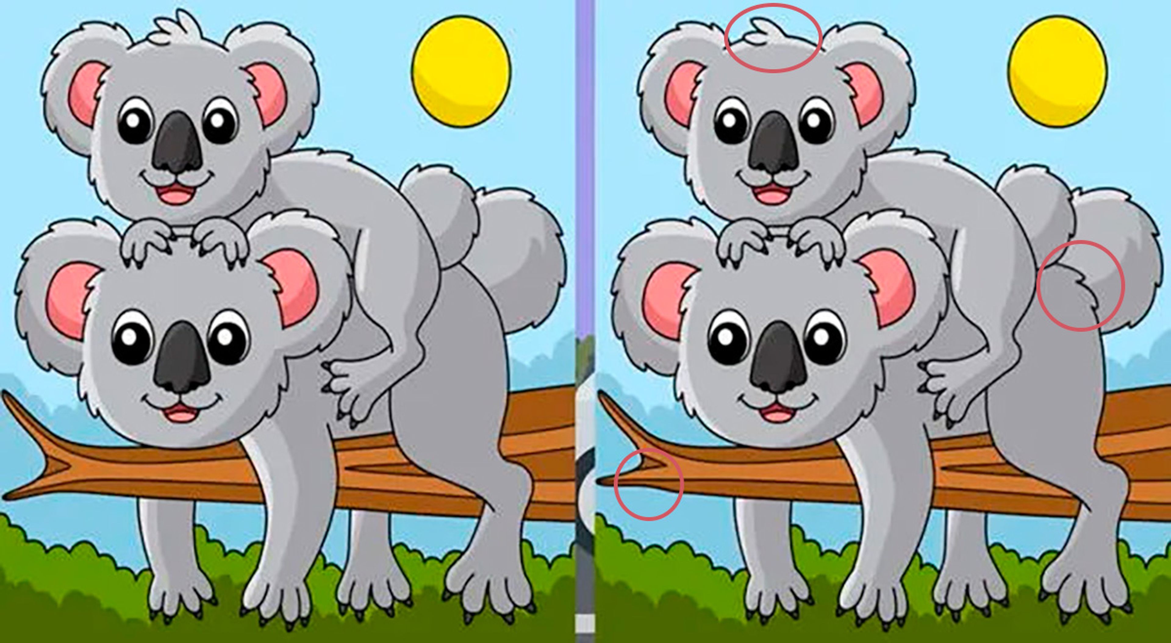 Encuentra las diferencias entre las imagenes de koalas