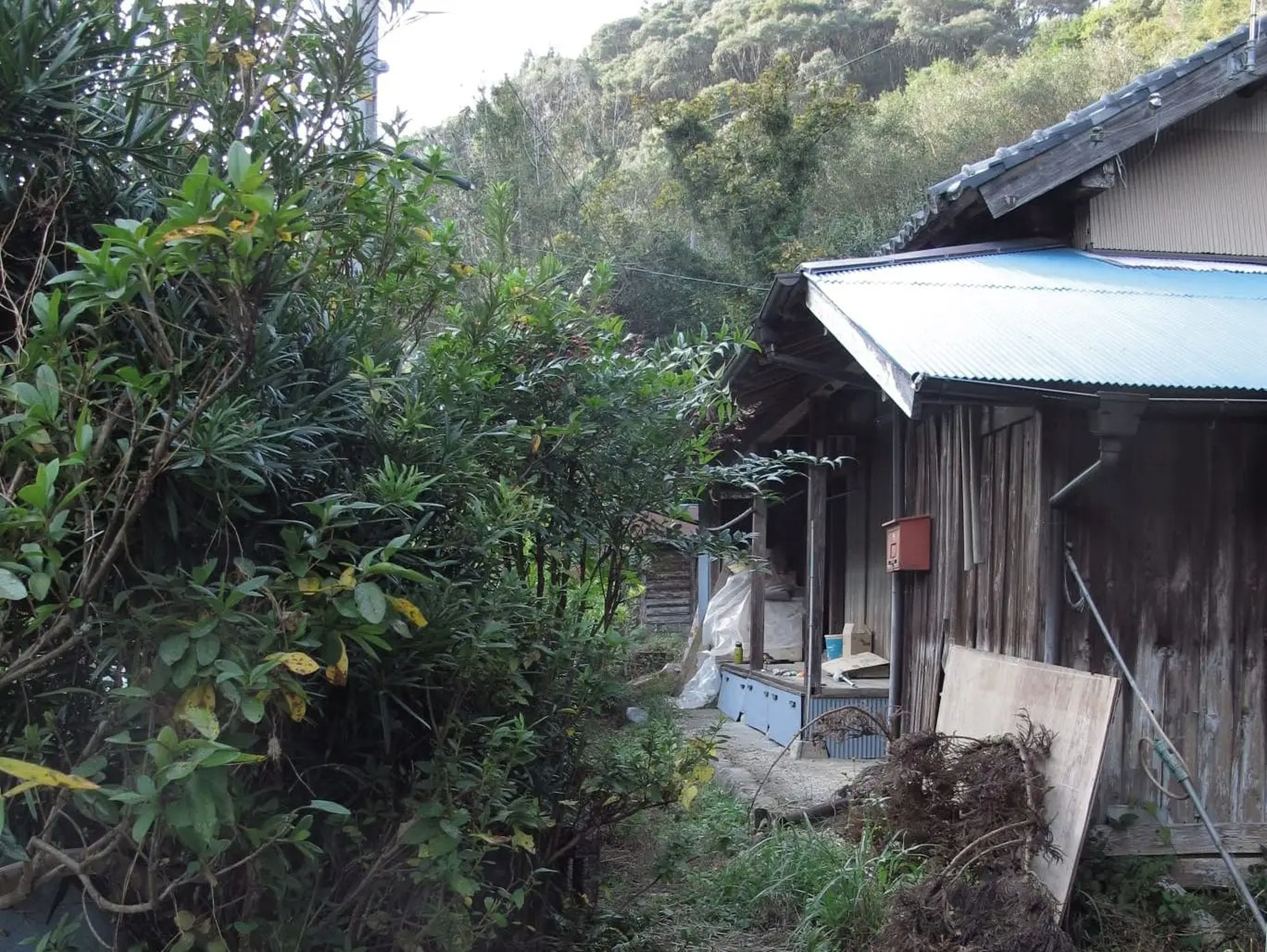 The exterior of the Ryokan and a densely-overgrown yard.