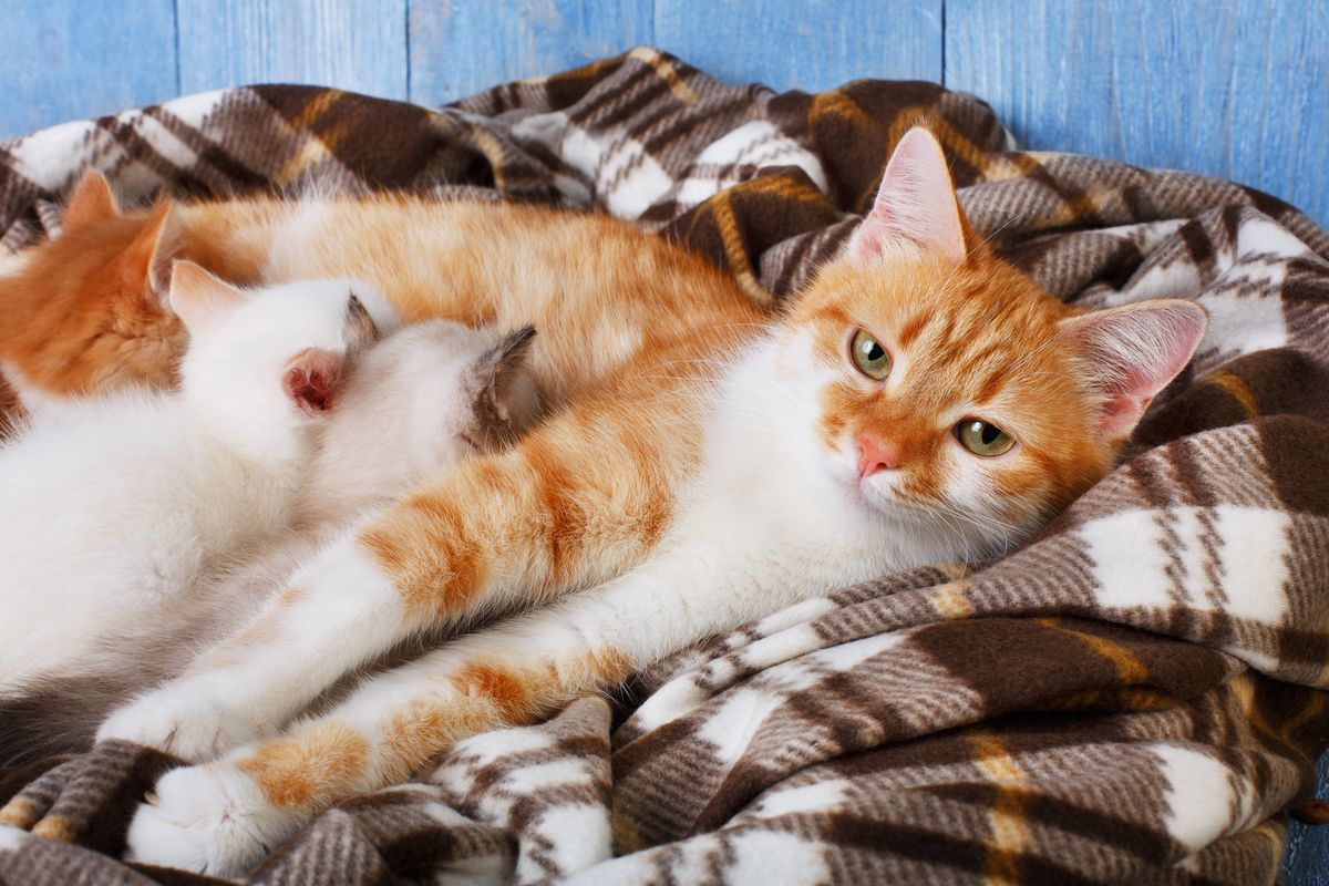 ¿Cuánto dura el embarazo de un gato? Síntomas y cómo actuar Business Insider España