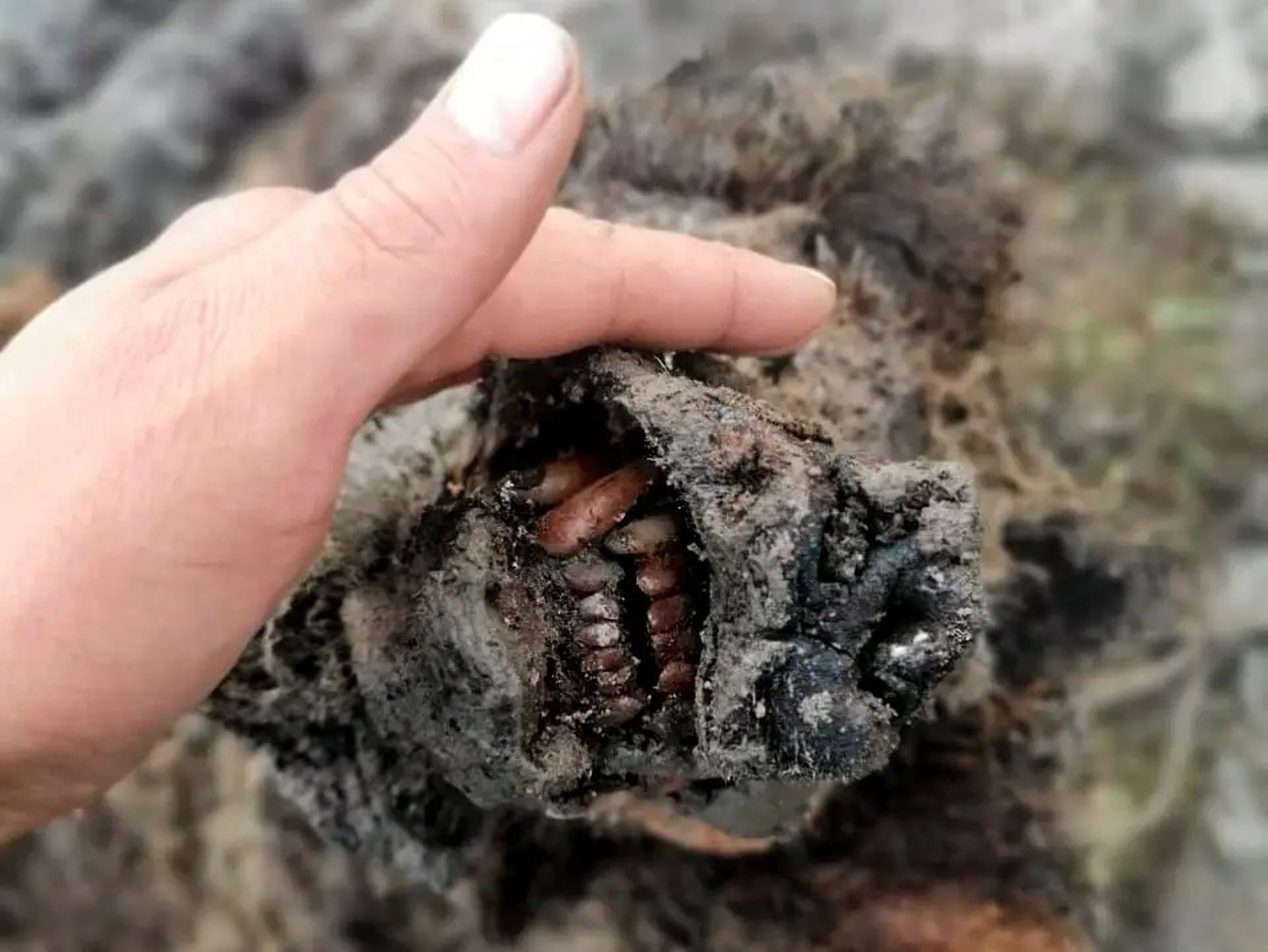 Cadáver de un oso de las cavernas de la Edad de Hielo hallado en la isla de Gran Lyakhovsky, en el norte de Rusia, desenterrado por el deshielo del permafrost.