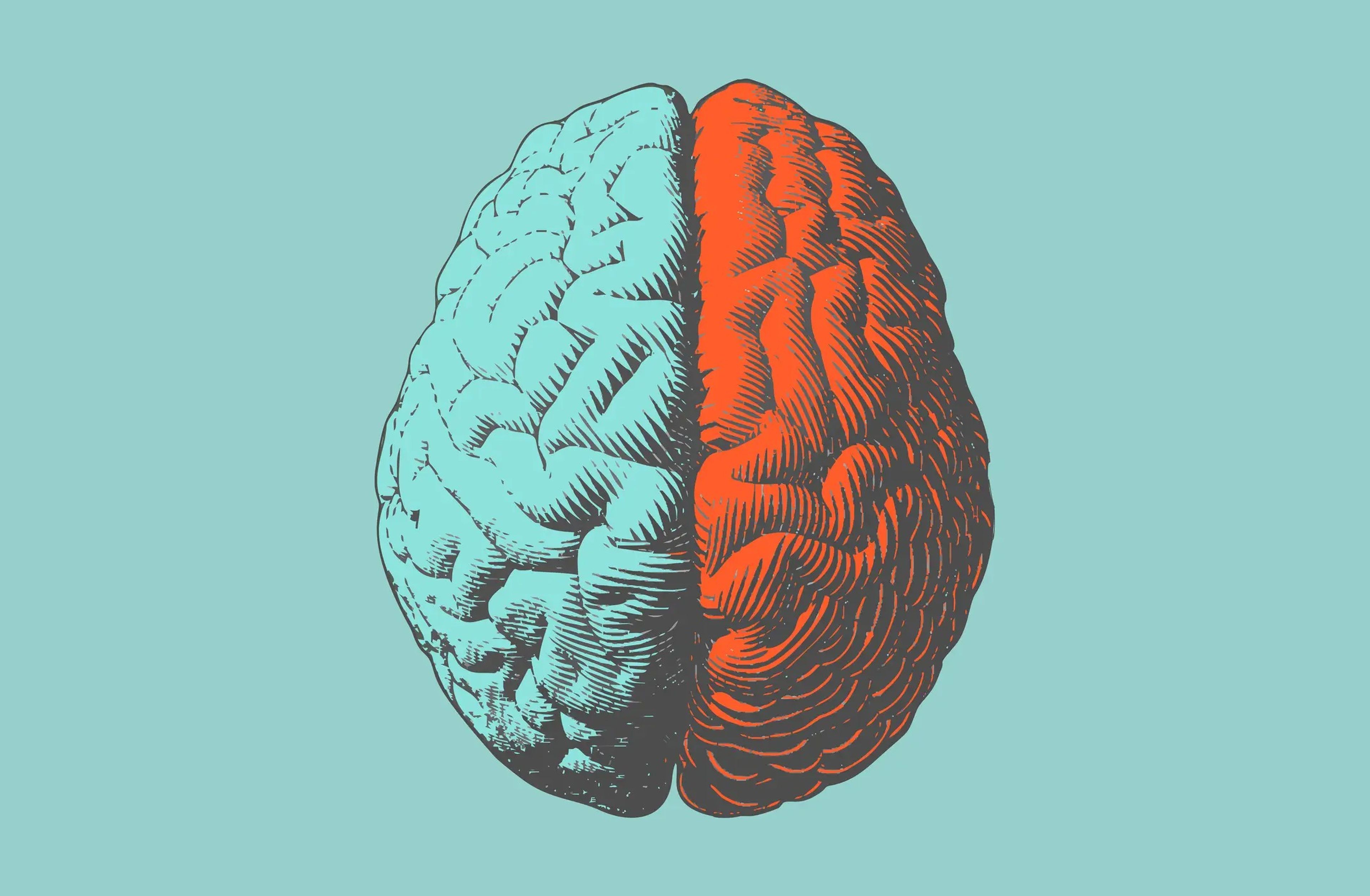 La lateralización cerebral describe la idea de que tenemos dos hemisferios diferentes en el cerebro y cada mitad es responsable de tareas y funciones distintas.