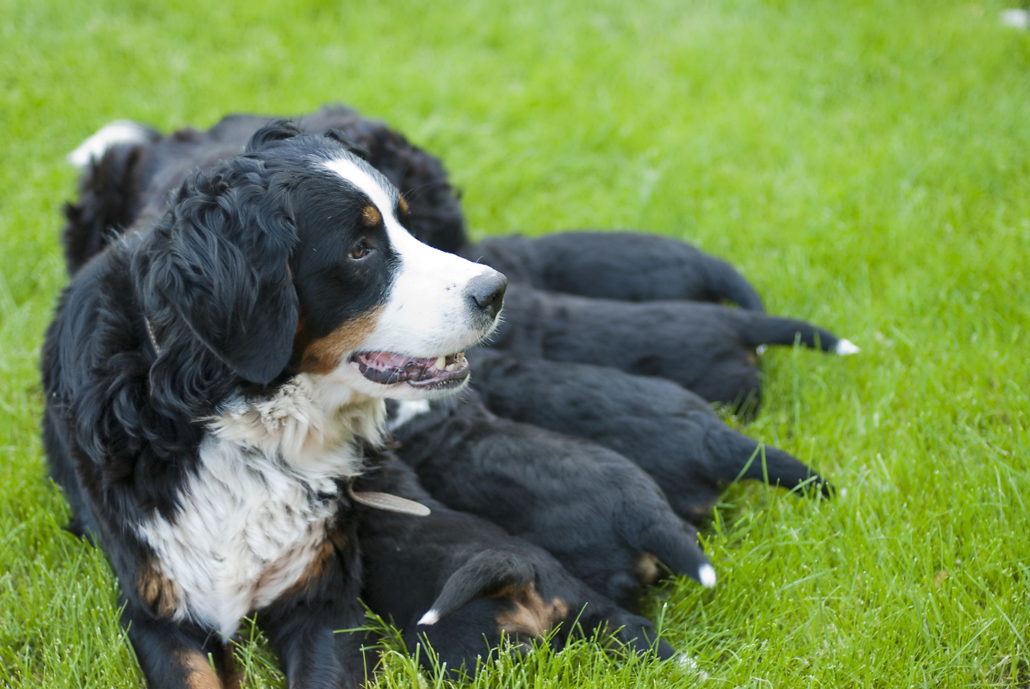Cuántos cachorros puede tener un Pastor Inglés y cuánto dura su embarazo?