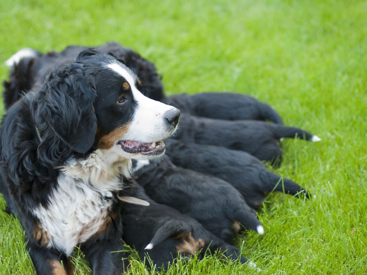 cuanto tiempo esta embarazada una boyero de bernese