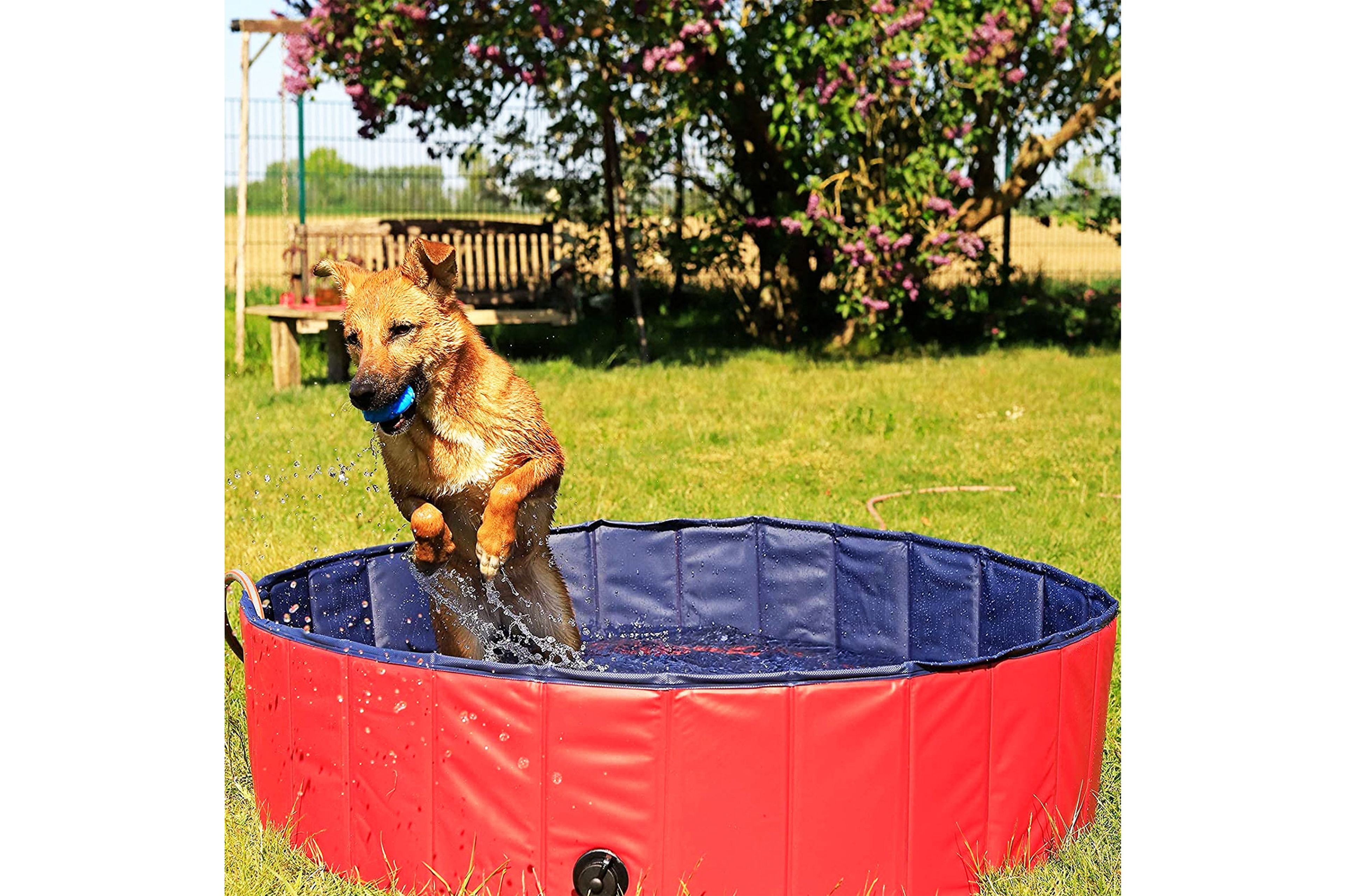 Mejores piscinas para perros que puedes comprar en verano