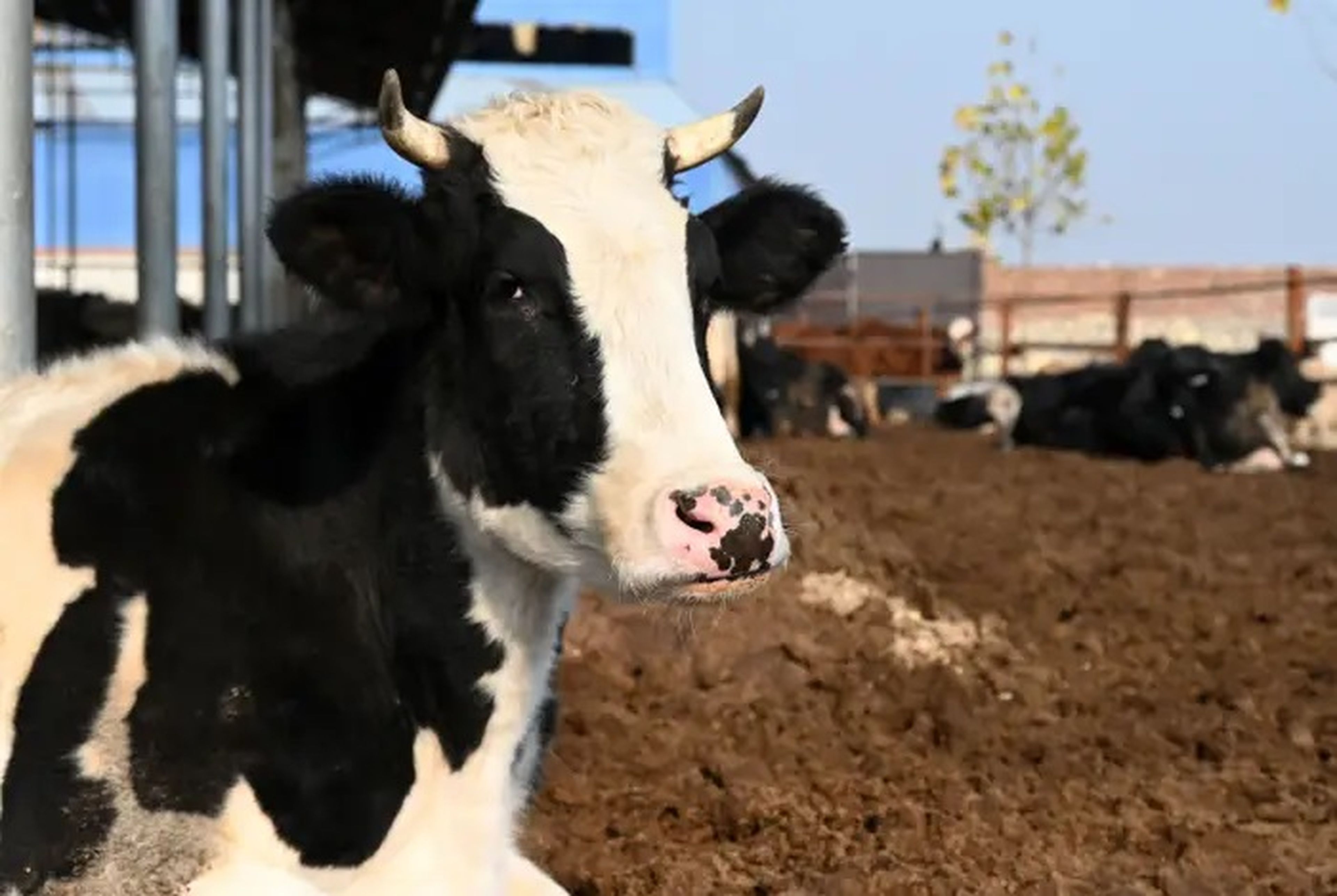 Los isótopos radiactivos pueden filtrarse en la leche de vaca.