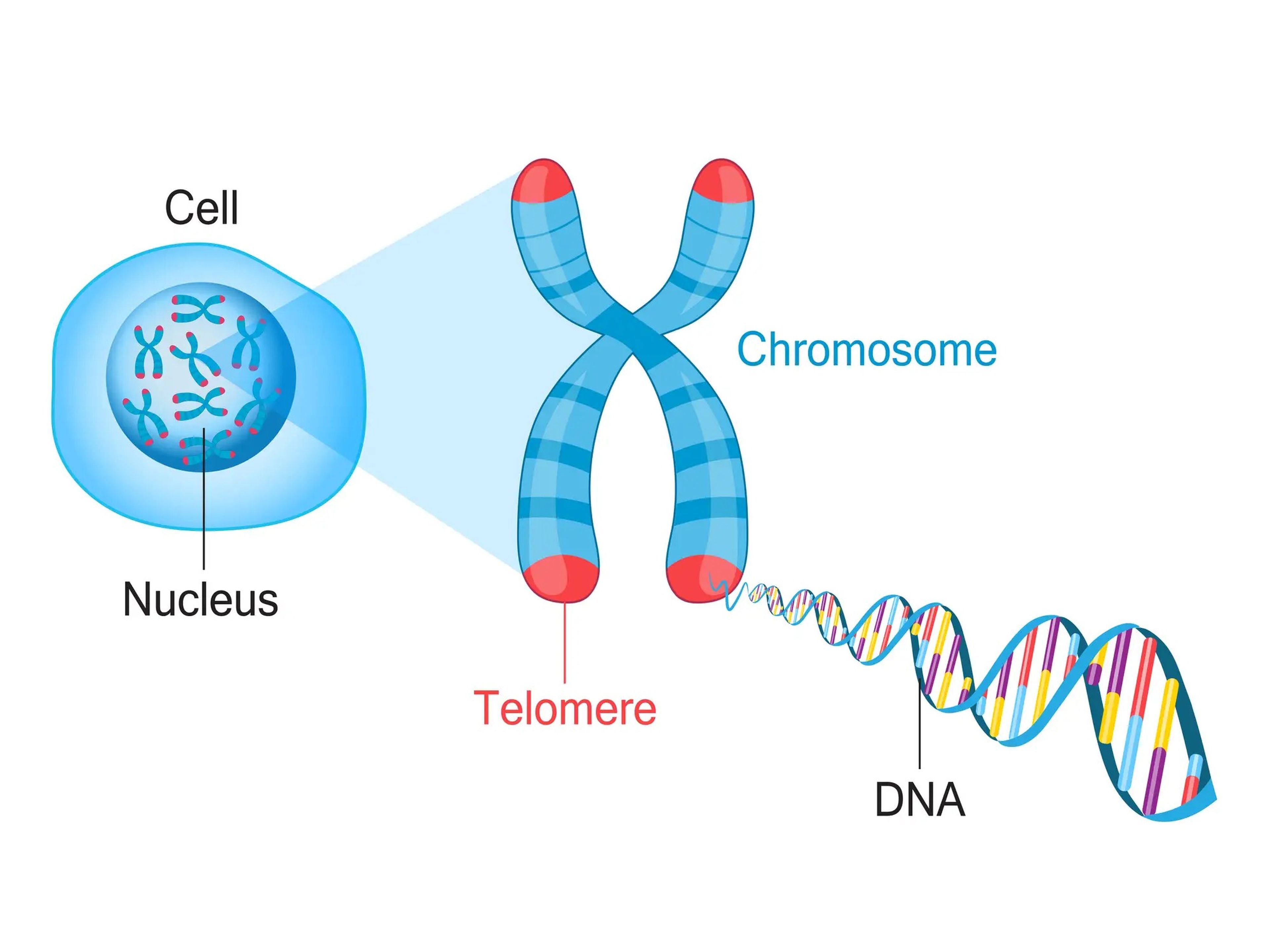 Los telómeros protegen el ADN de los daños que pueden provocar los efectos del envejecimiento. Pero con el tiempo, pierden su capacidad protectora.