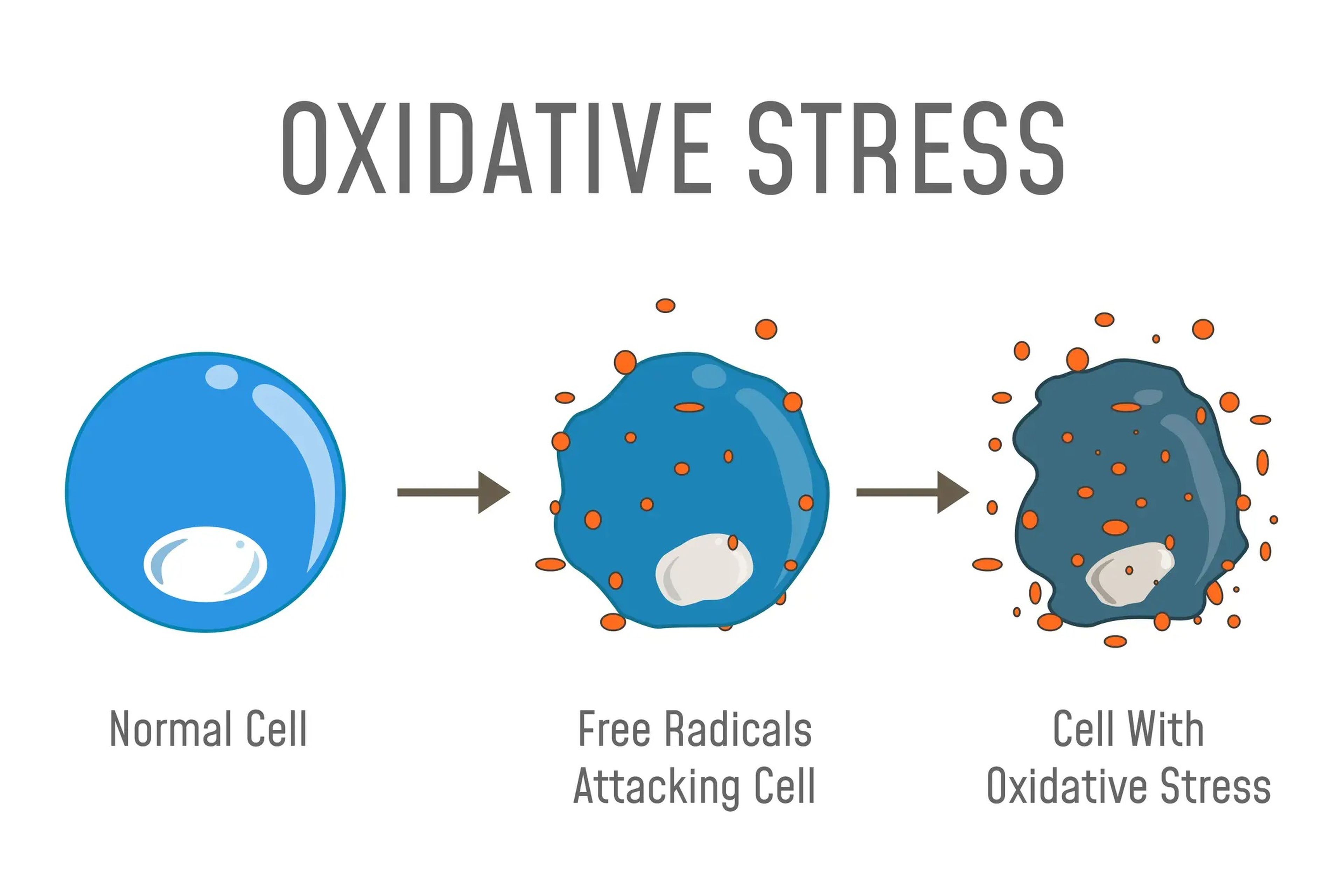Los radicales libres provocan estrés oxidativo, que está relacionado con ciertas enfermedades asociadas a la edad.