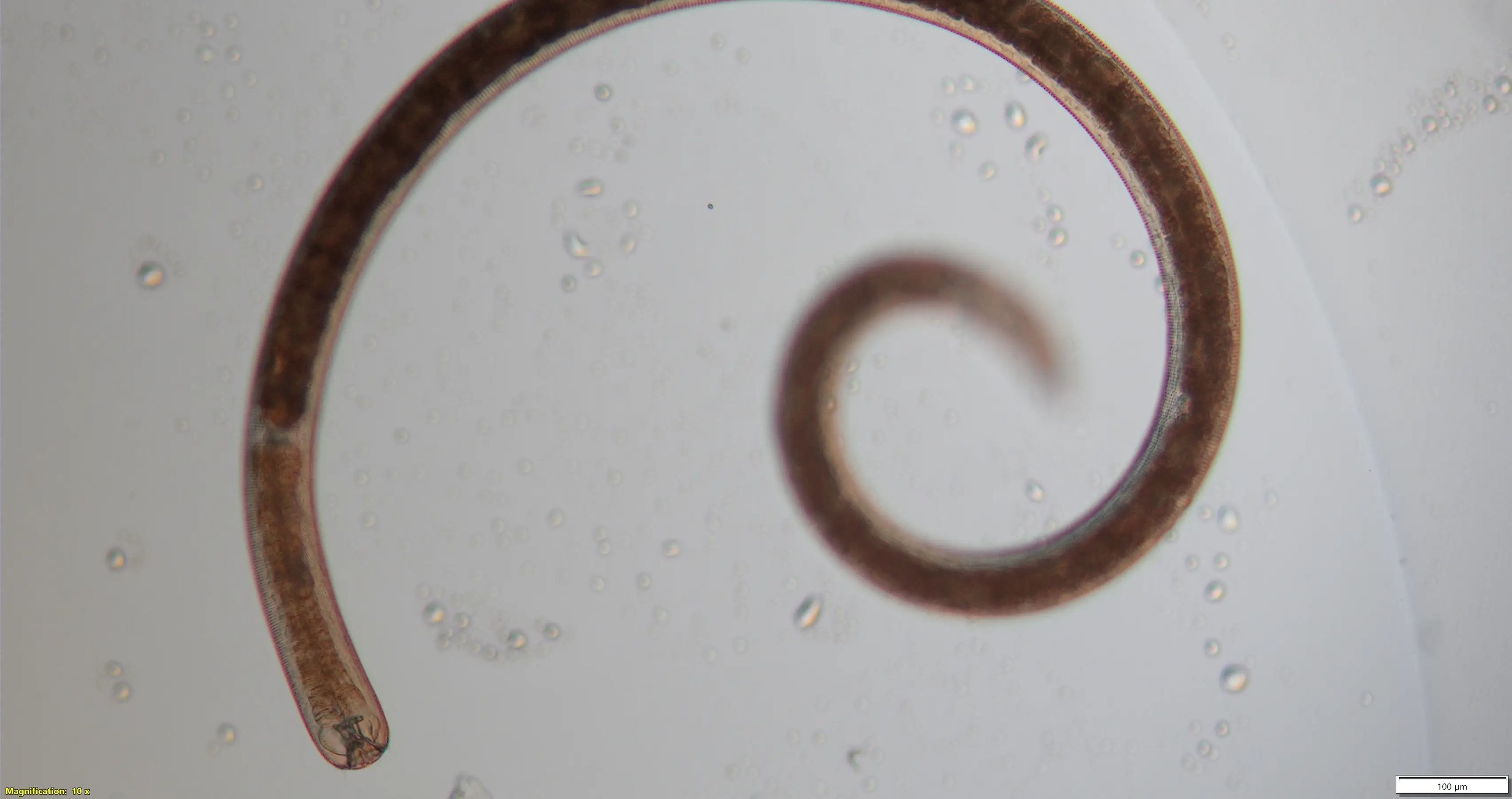 Los nematodos Gammanema tienen pocas características definitorias, pero en el mundo de las ascárides son depredadores feroces.