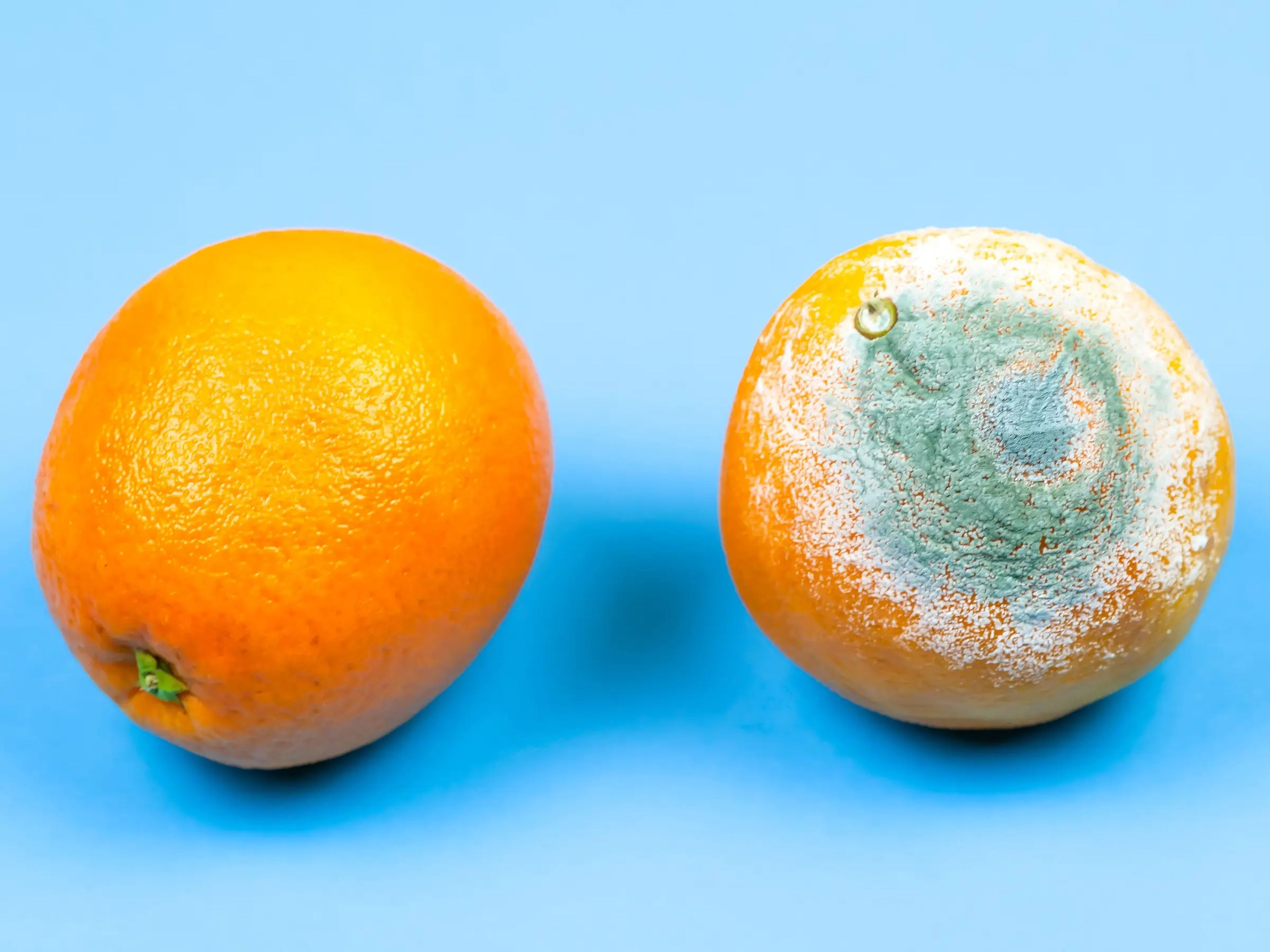 4 alimentos en los que es seguro cortar el moho y comerlos y 4 en los ...