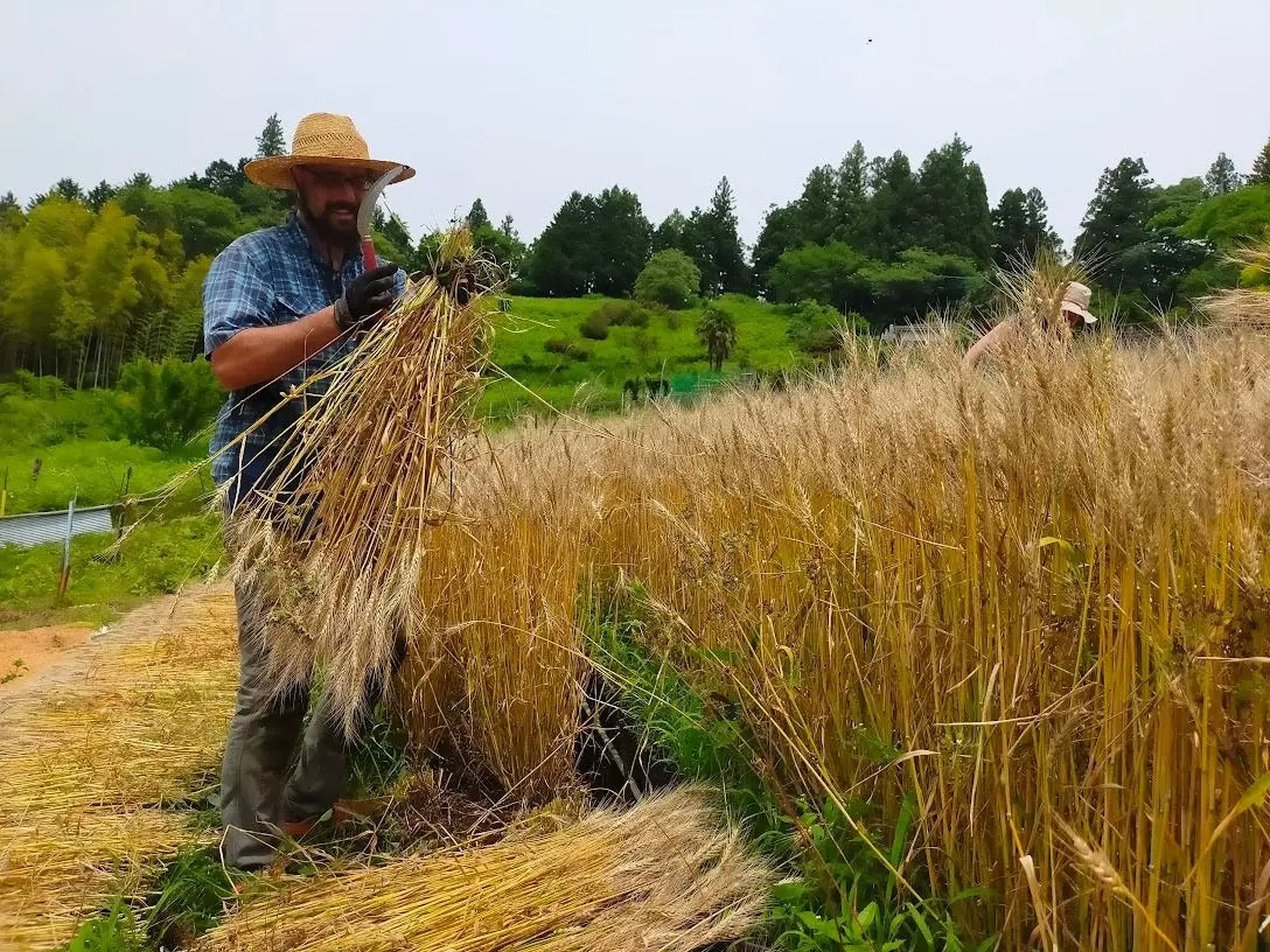 Byron Nagy harvesting wheat