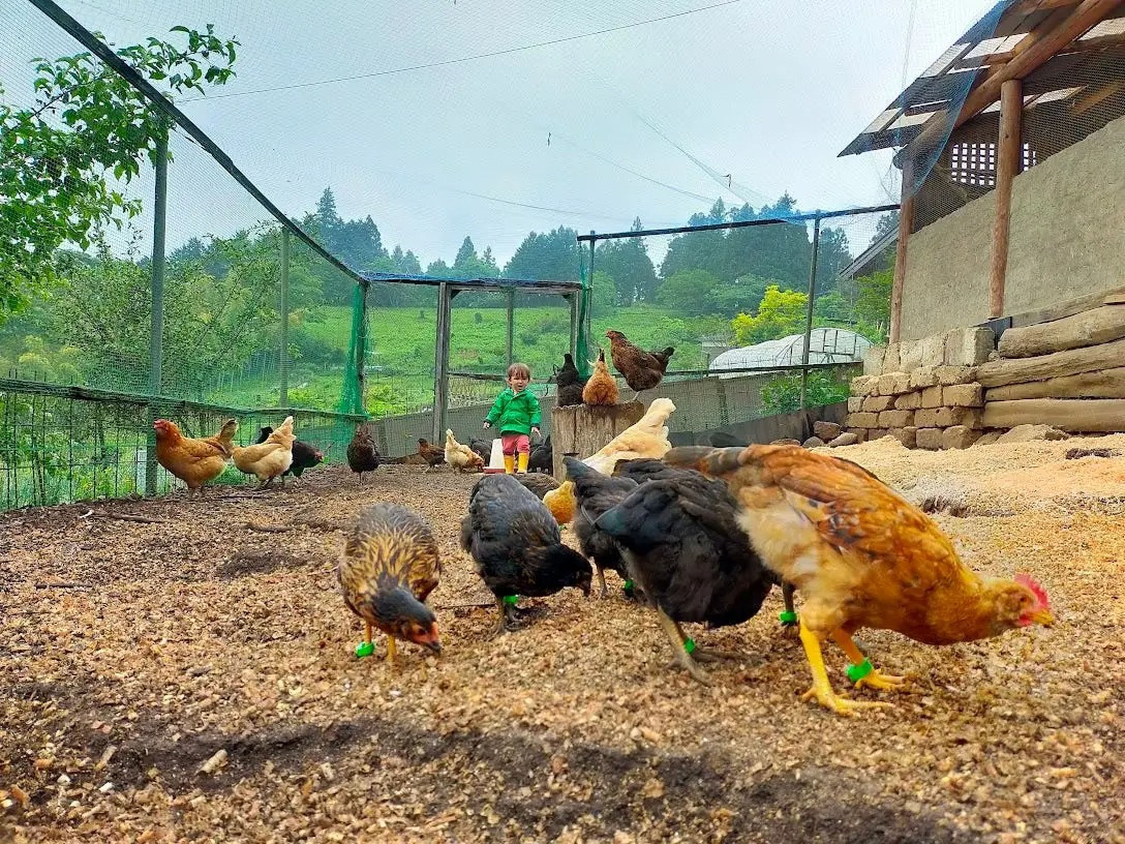 Chickens at Nagy farm