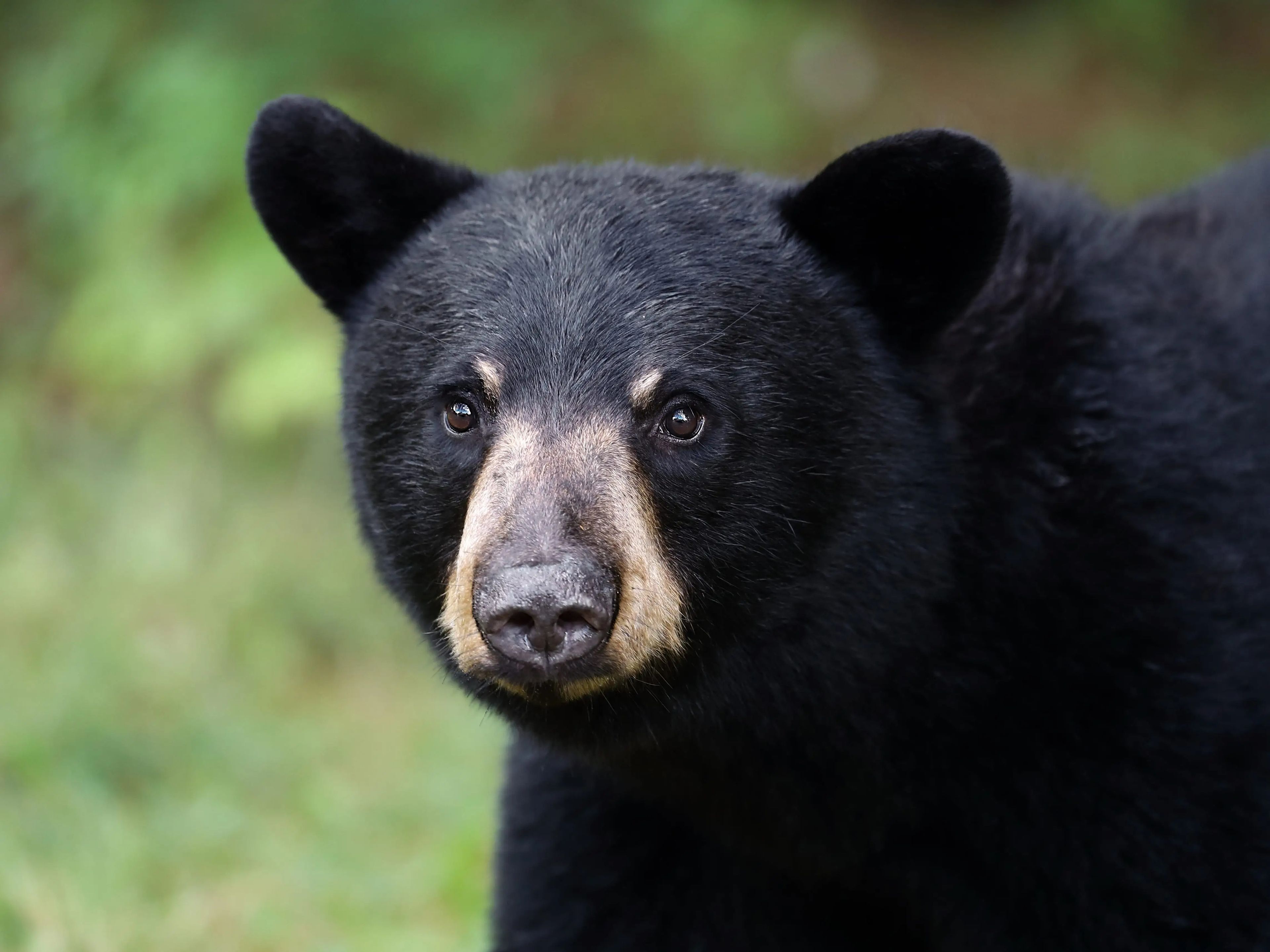 Primer plano de un oso negro joven, de tamaño más pequeño que los osos pardos.