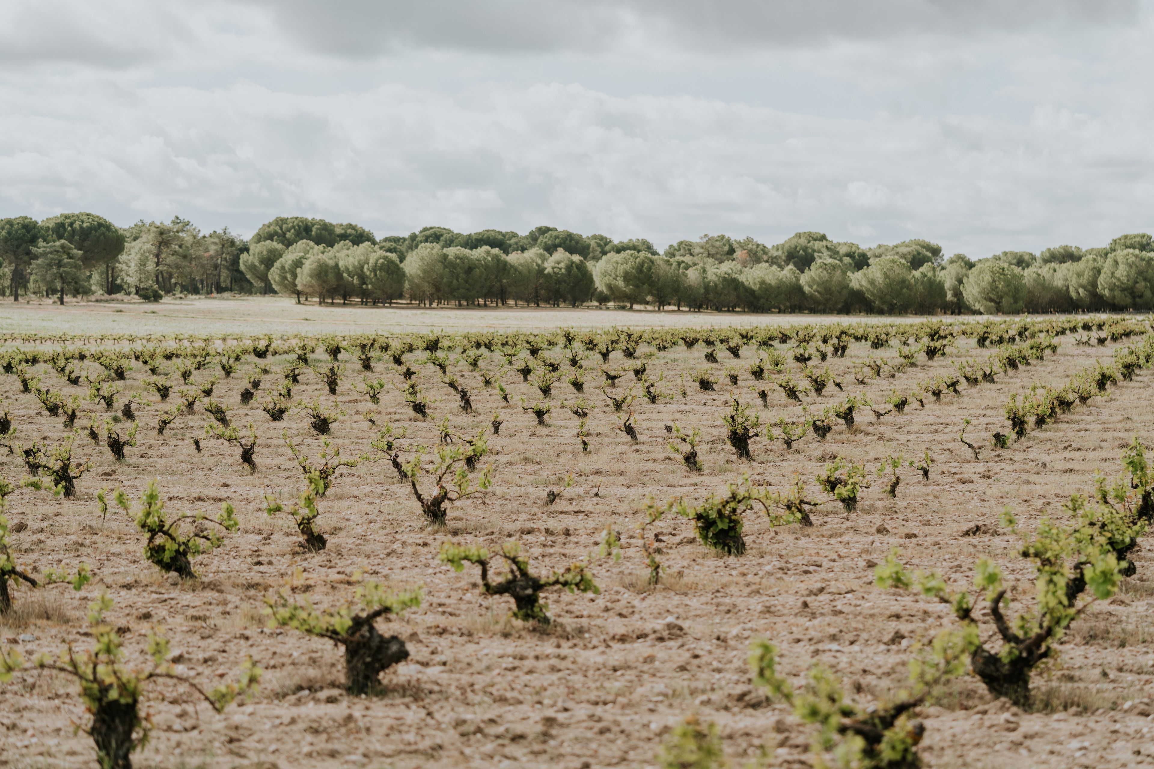 Bodegas José Pariente cuenta con 91 hectáreas de viñedo; el 5% de sus ventas procede de canales digitales.