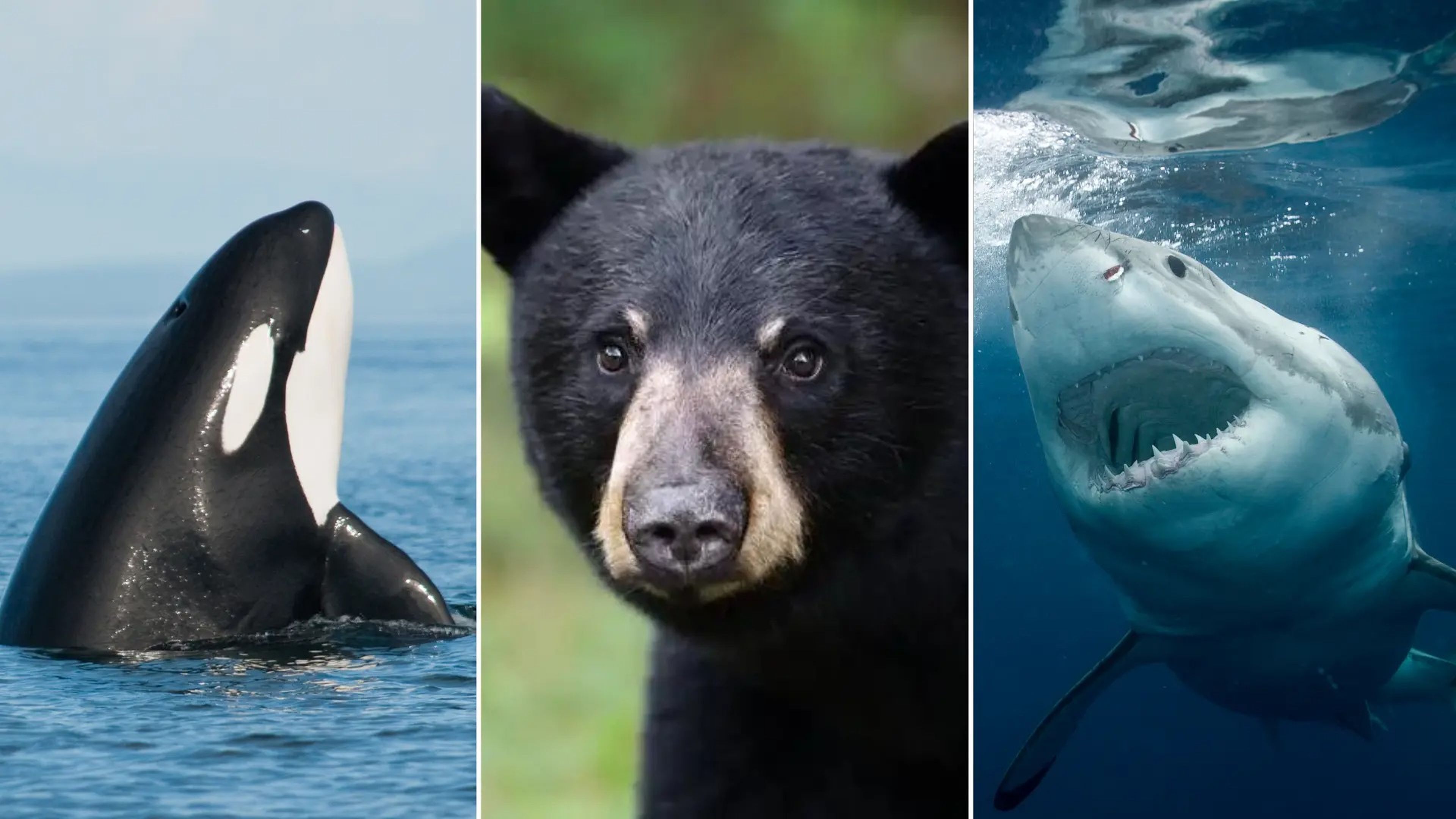 Orca, black bear, great white shark