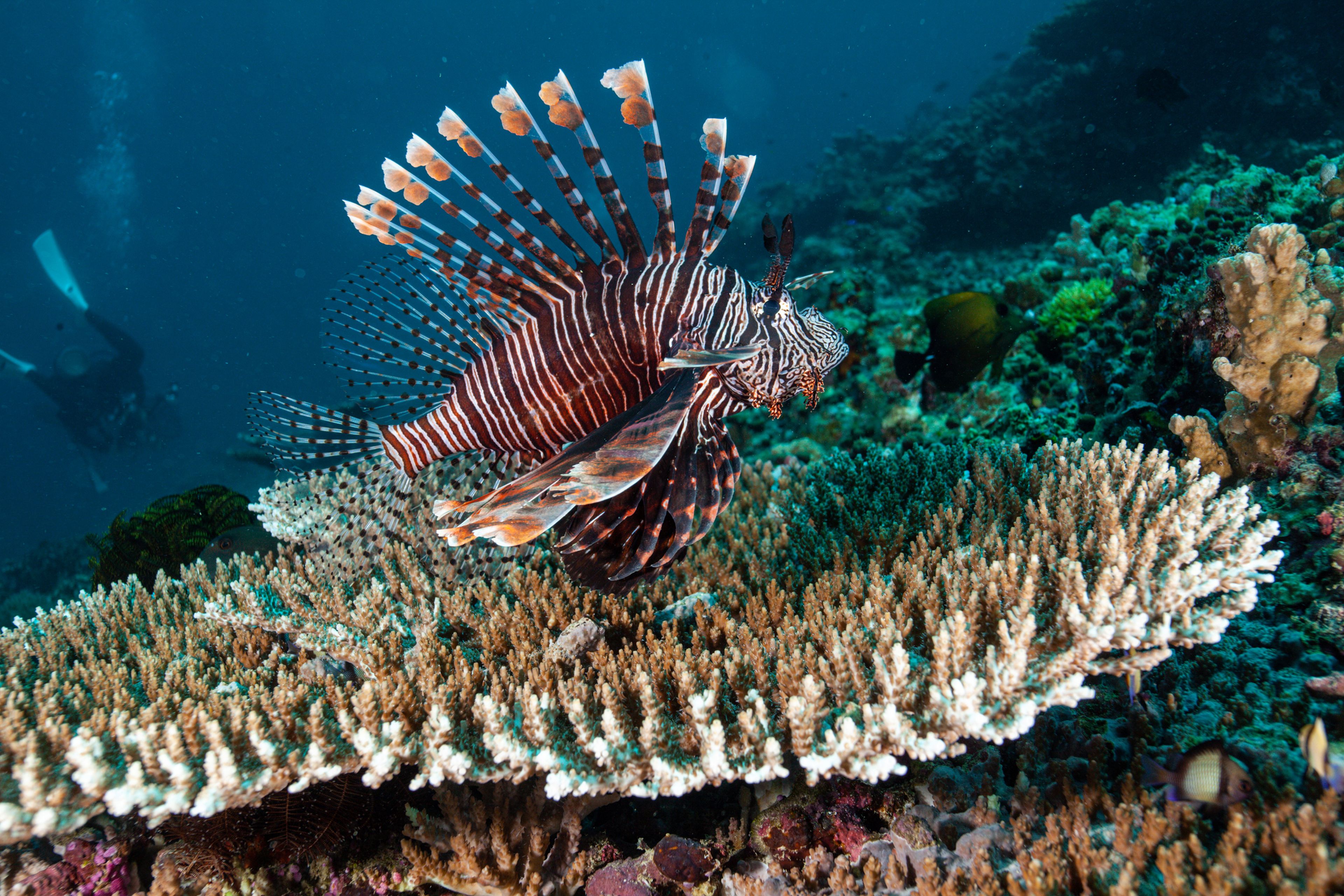 Las 13 criaturas más extrañas de las profundidades marinas | Business  Insider España