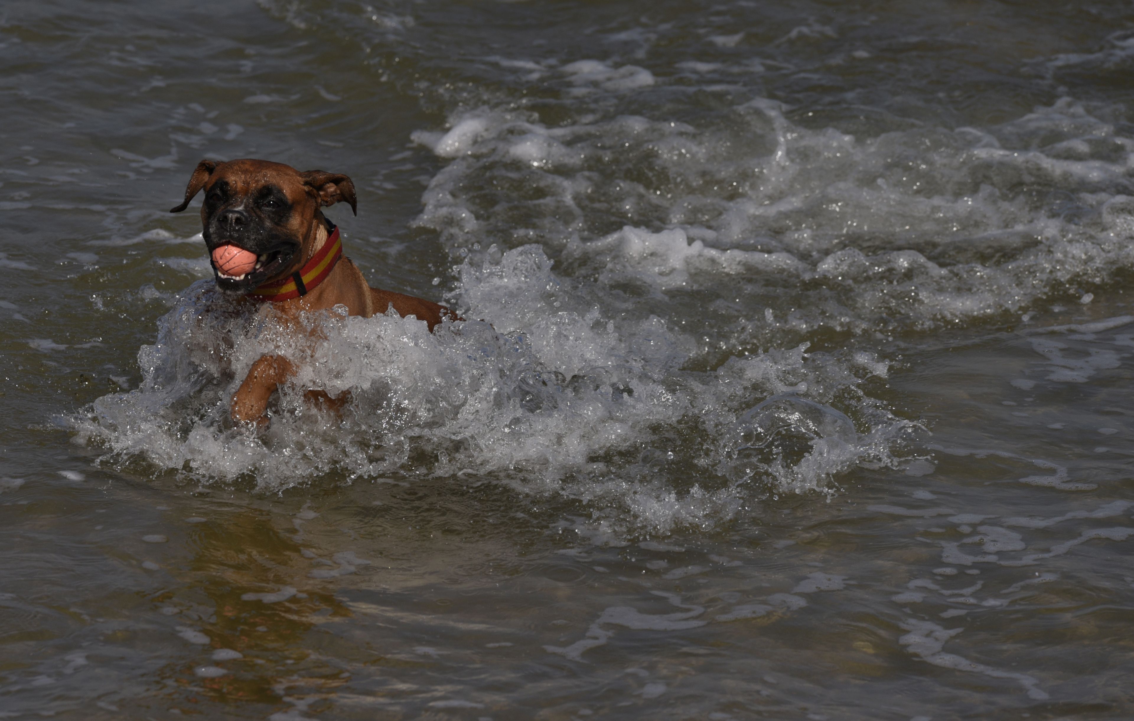 Un perro bañándose en una playa de Gijón.