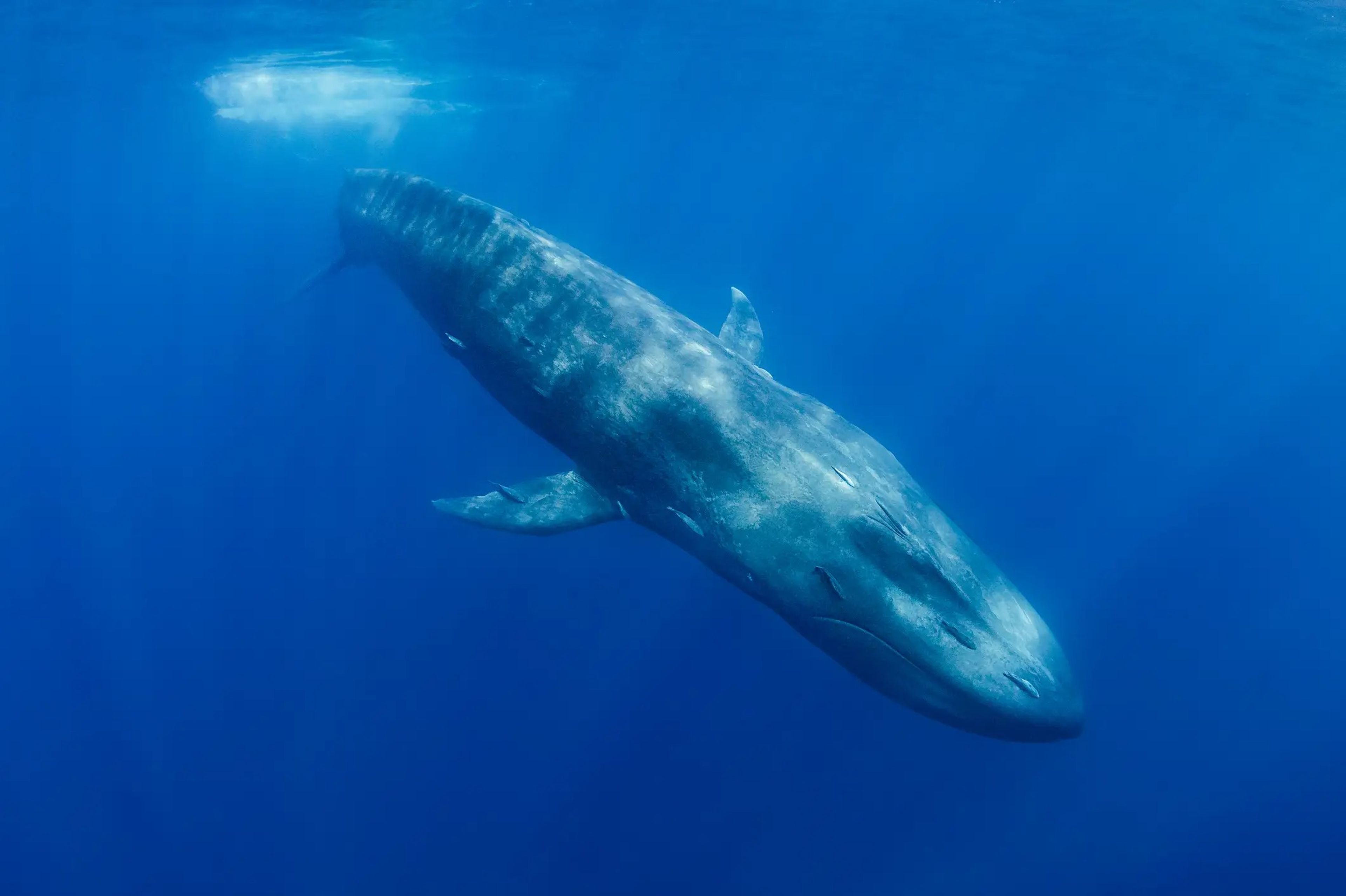 Las ballenas azules puedes sumergirse a más de 488 metros de profundidad.